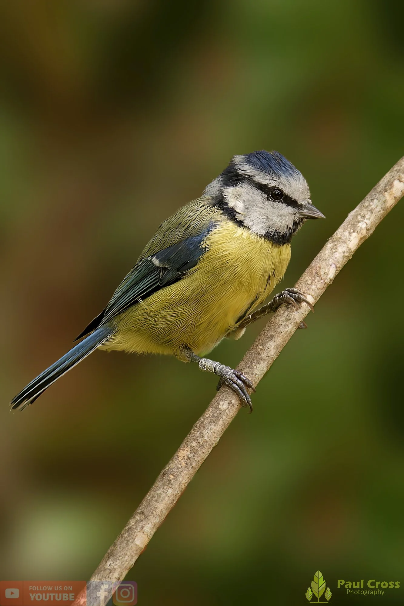 Blue Tit-00885.jpg