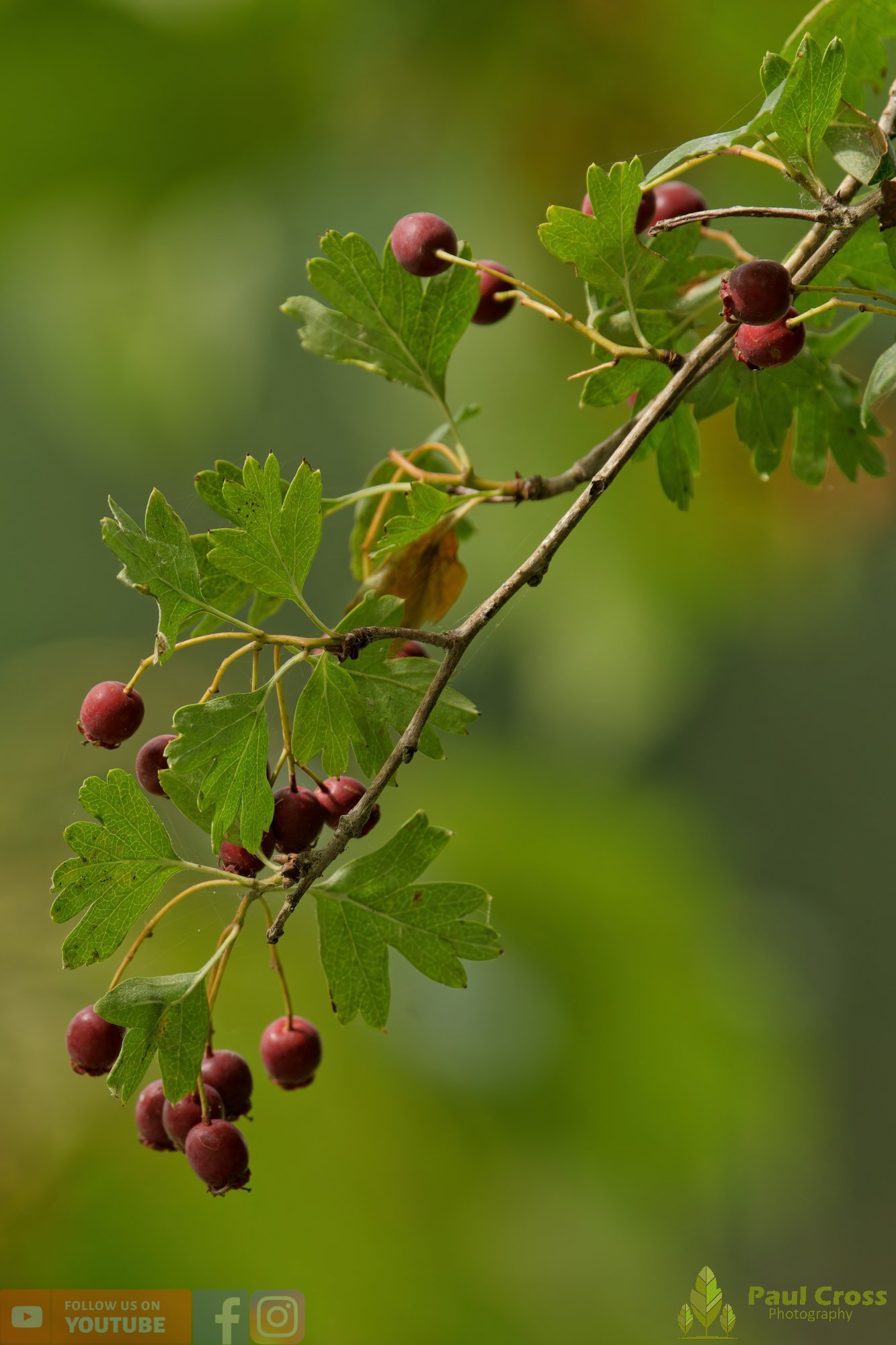 Common Hawthorn-00002.jpg