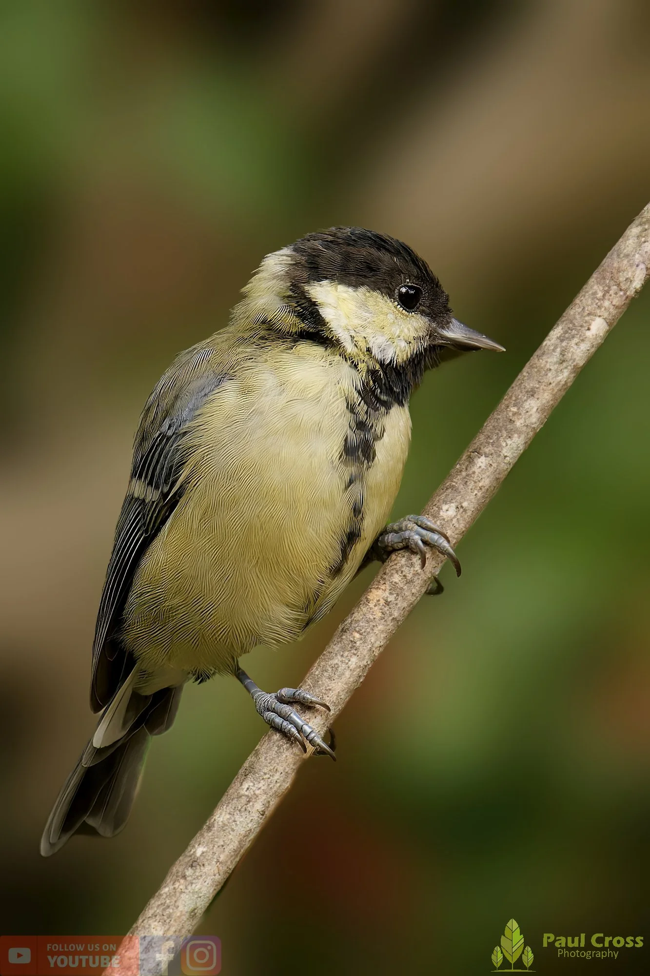 Great Tit-00282.jpg