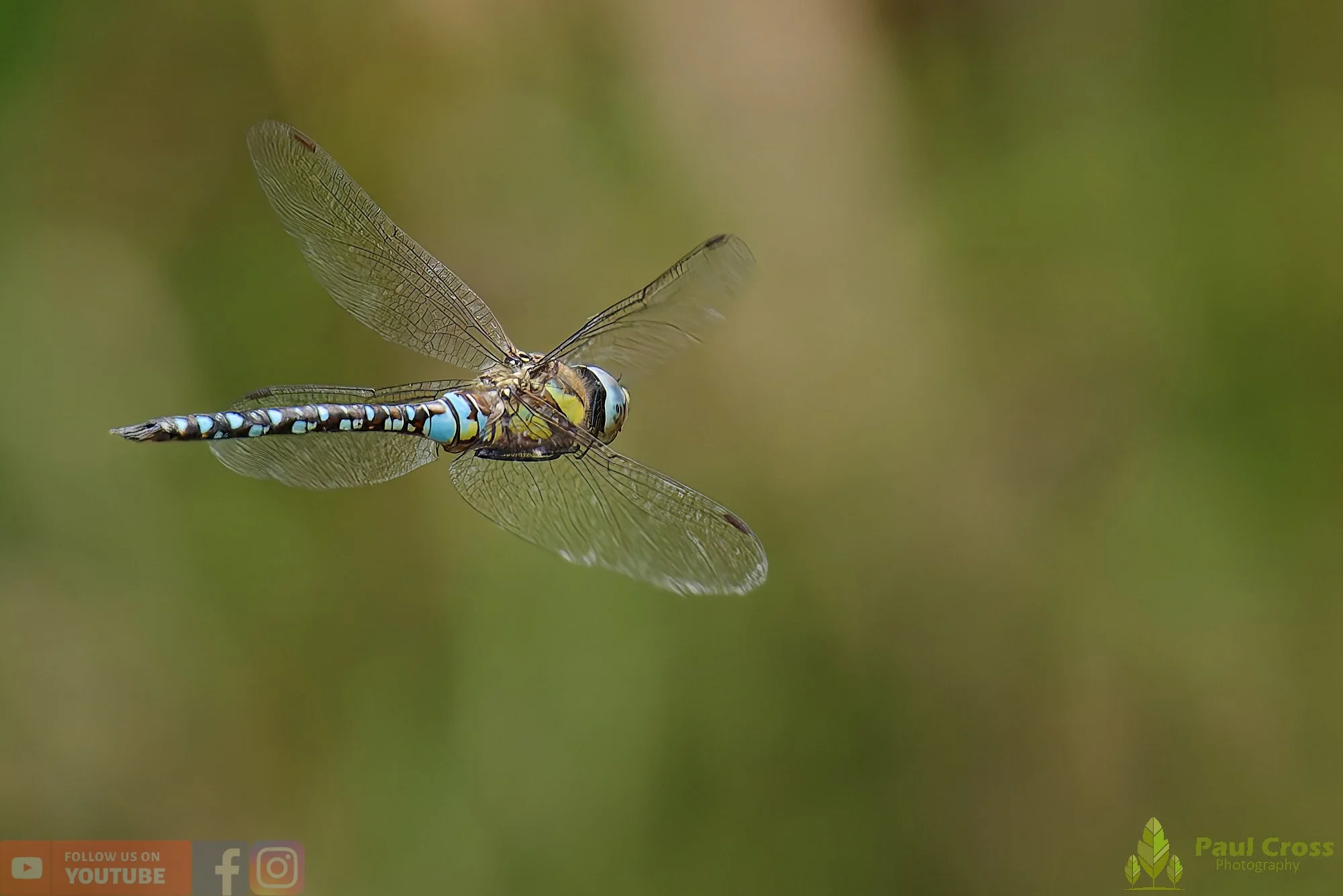 Migrant Hawker-00046.jpg