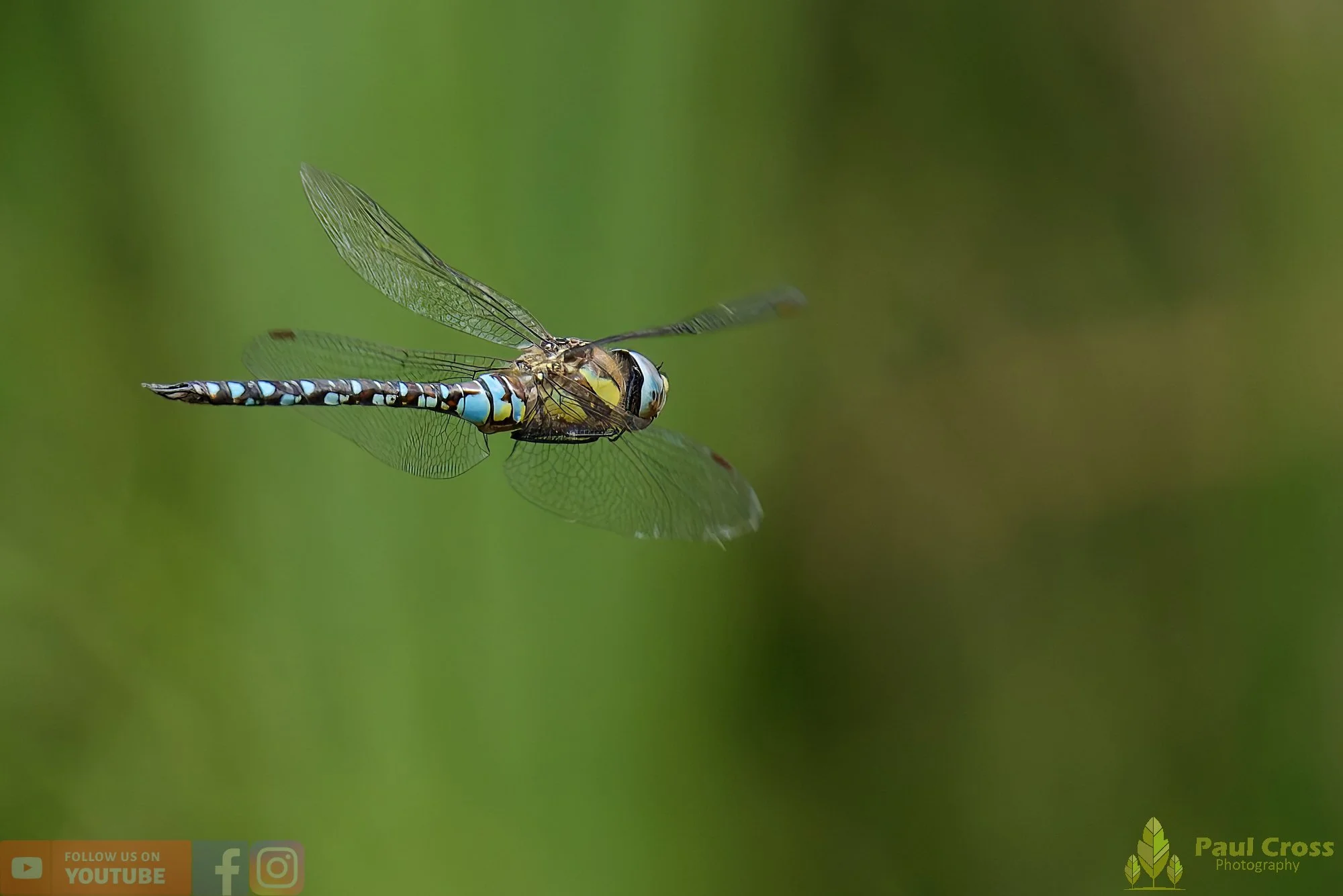 Migrant Hawker-00047.jpg