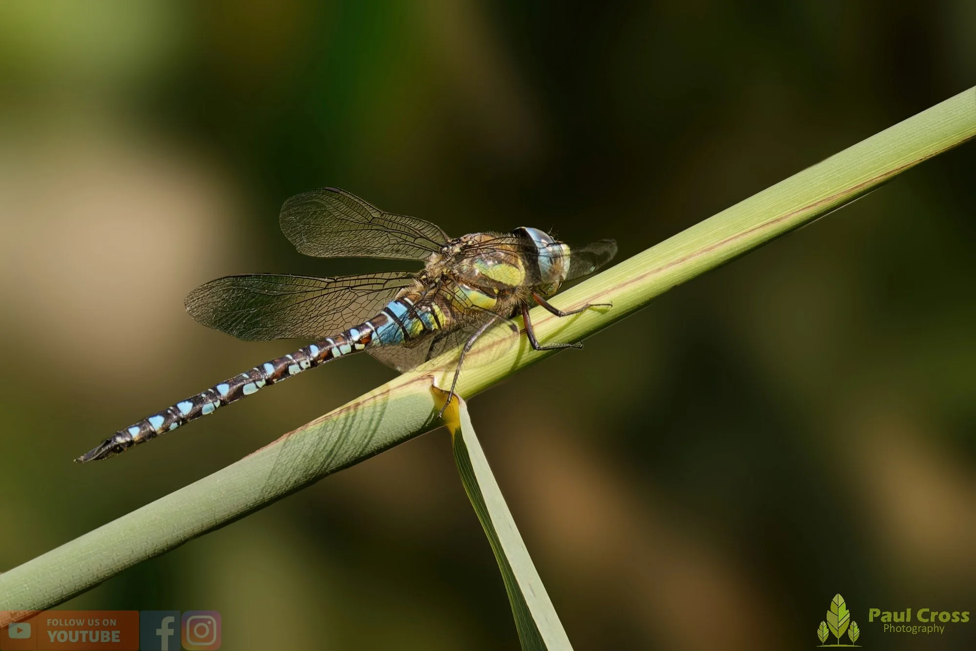 Migrant Hawker-00048.jpg