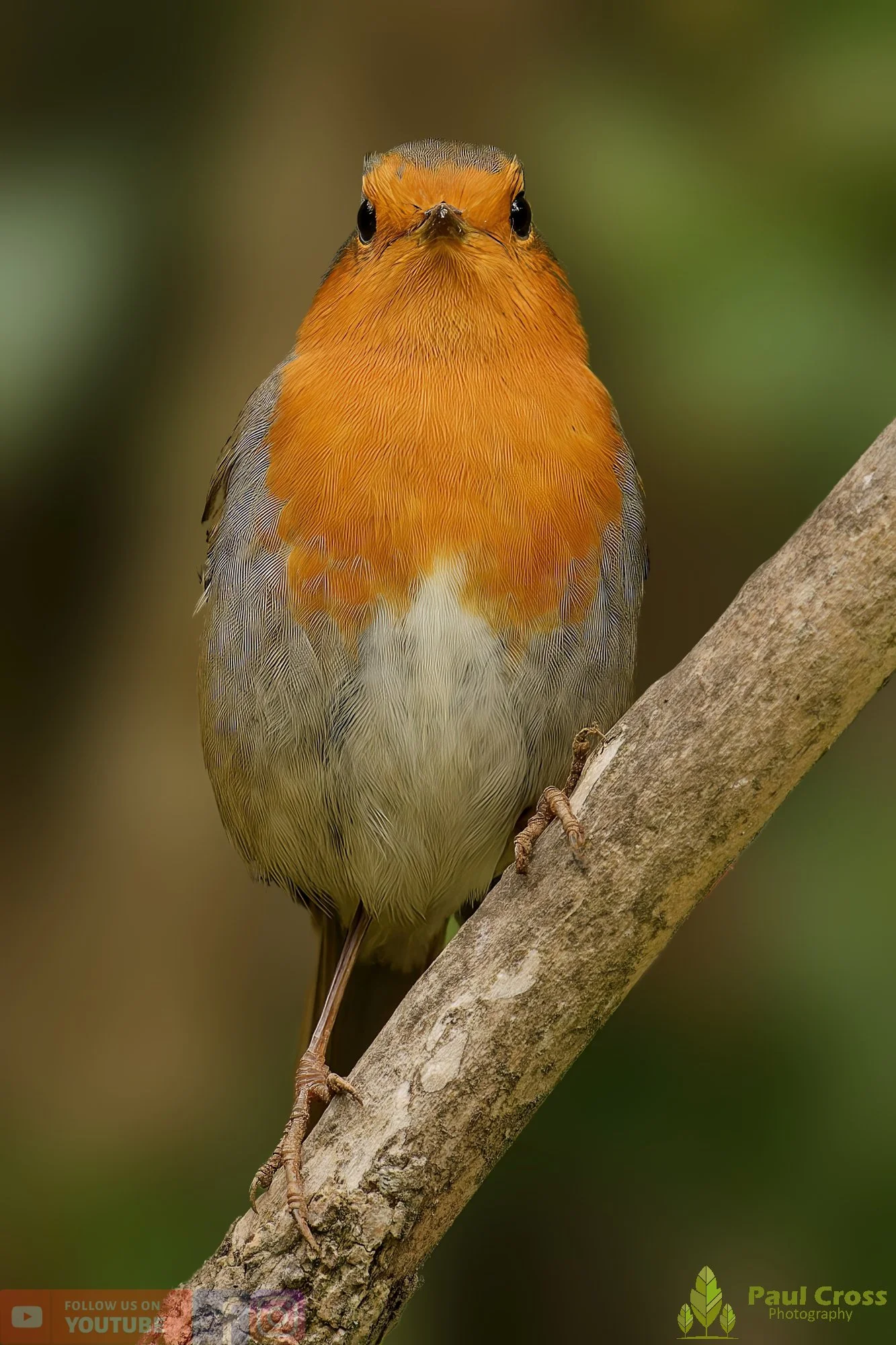 Robin-00274.jpg
