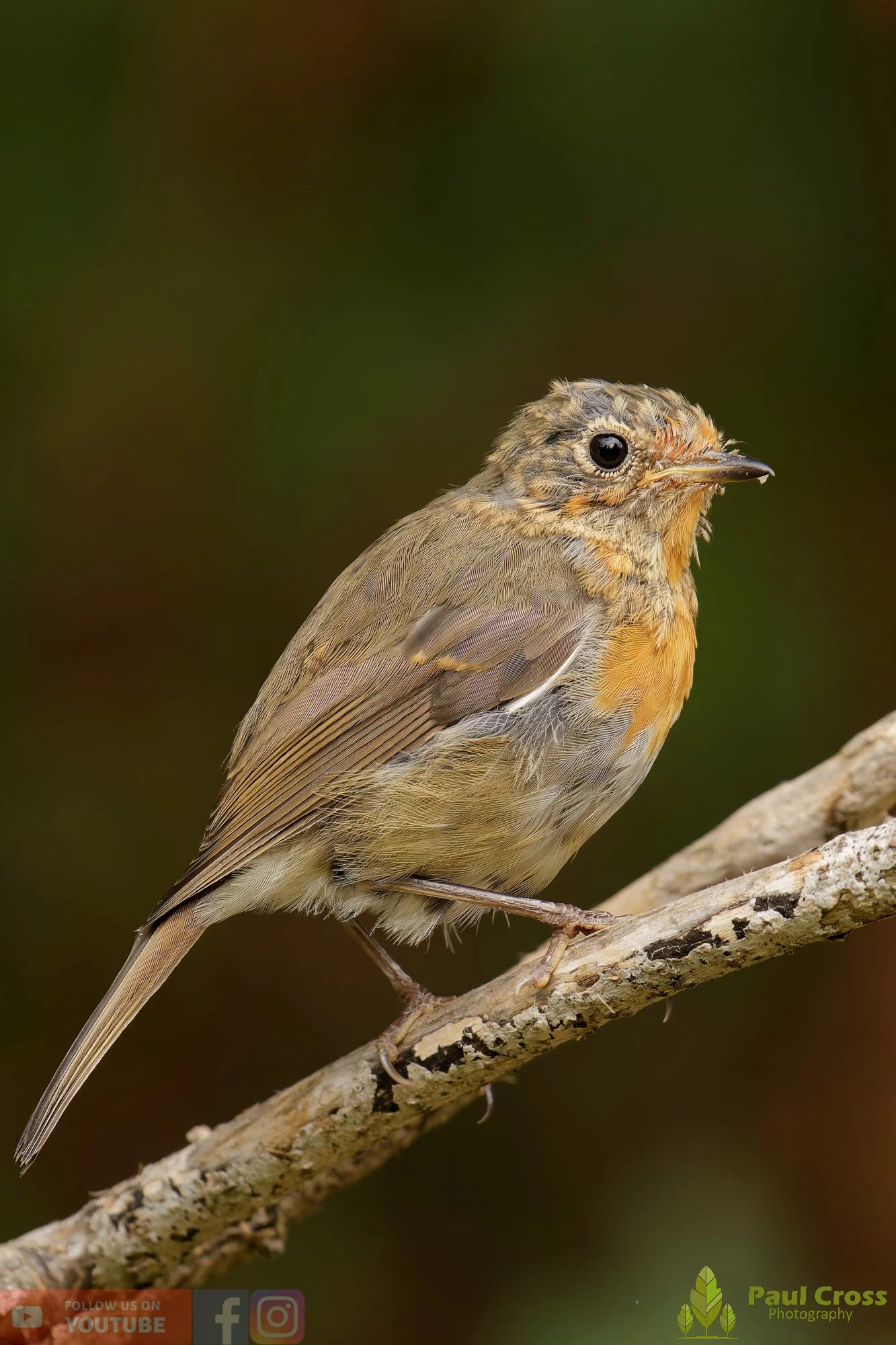 Robin-00276.jpg