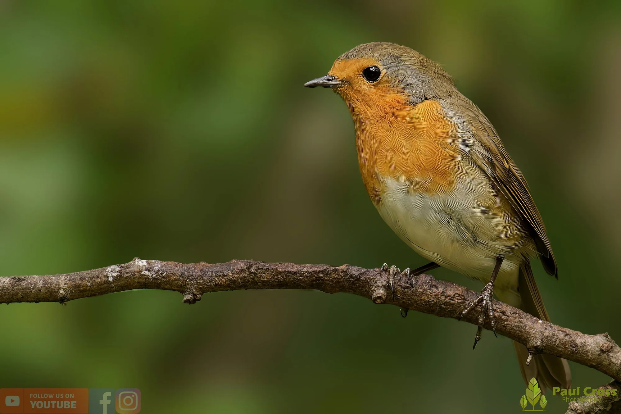 Robin-00277.jpg