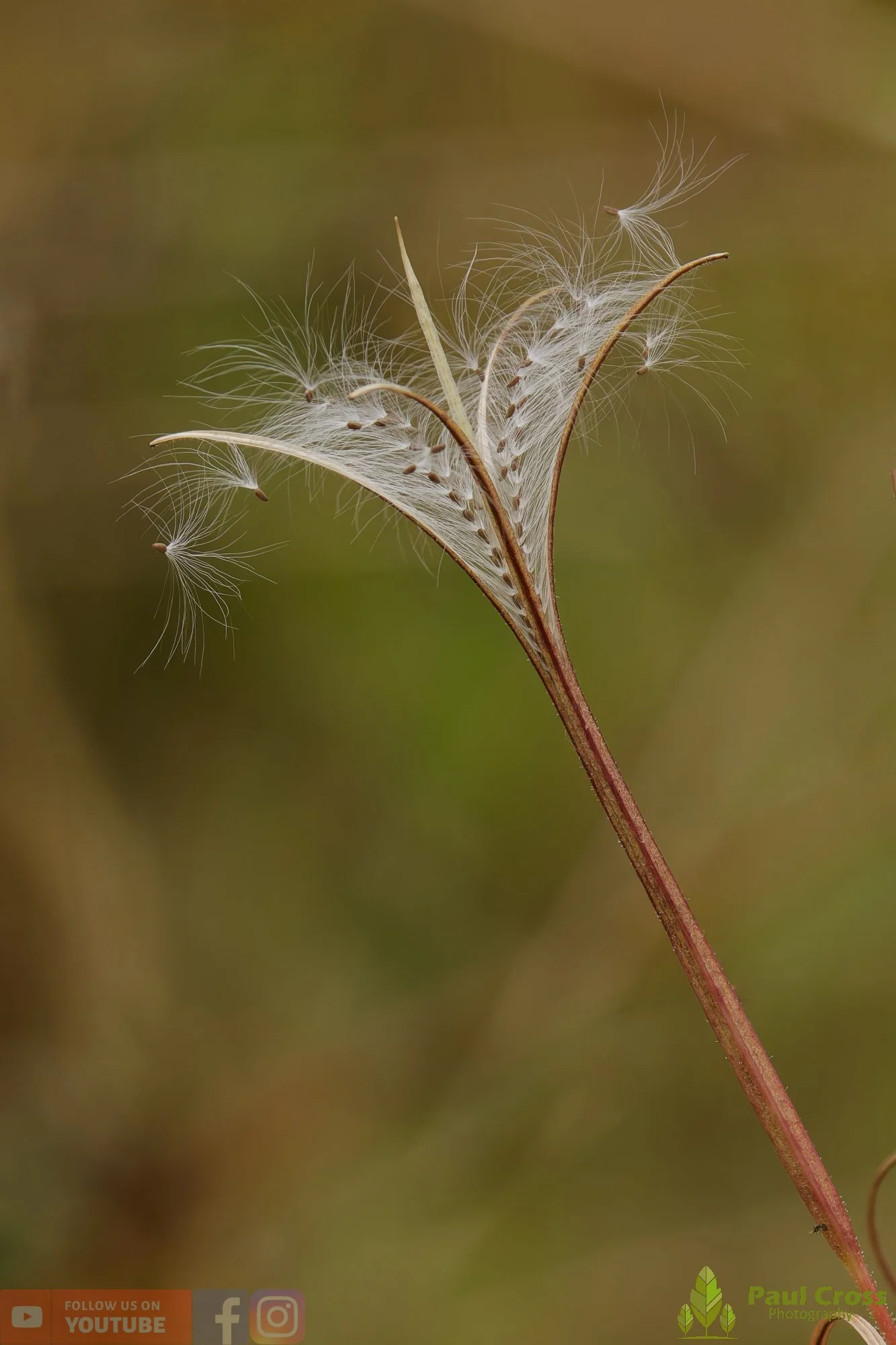 Willow Herb-00001.jpg