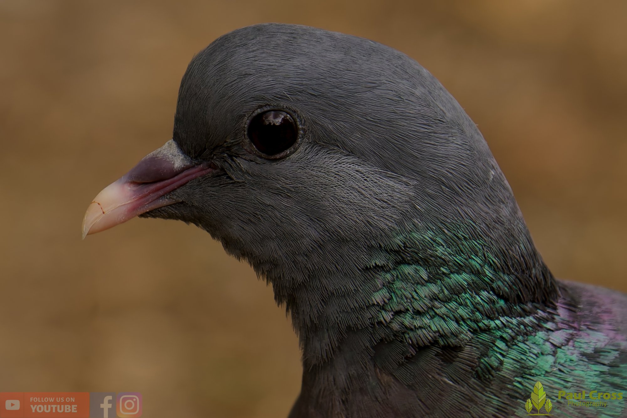 Stock Dove-00021.jpg