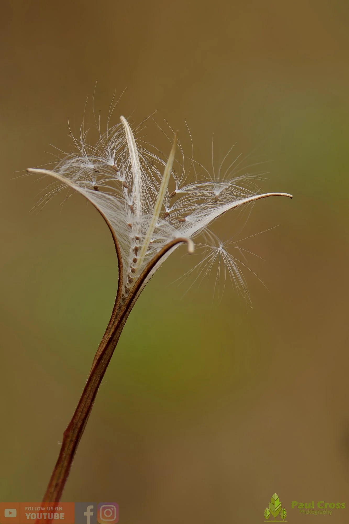 Willow Herb-00002.jpg