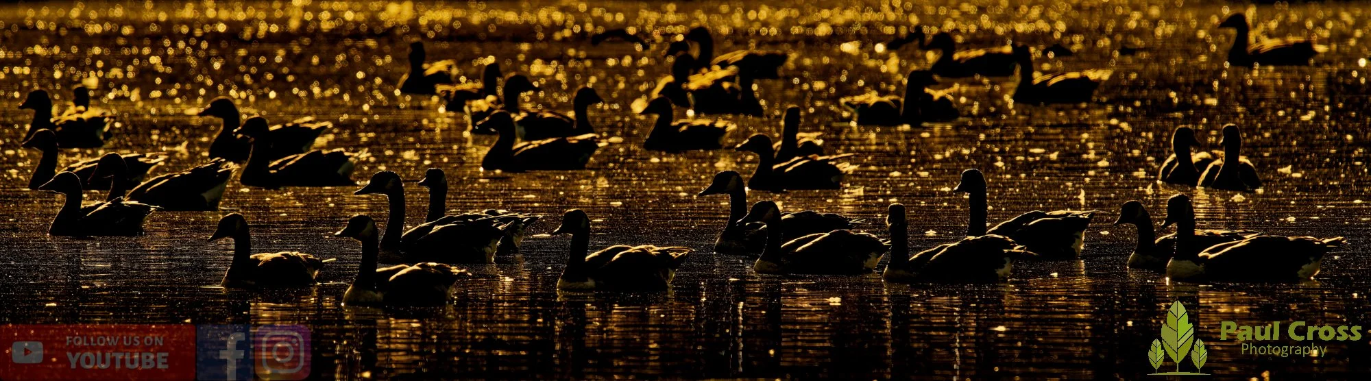 Canada Goose-00122.jpg