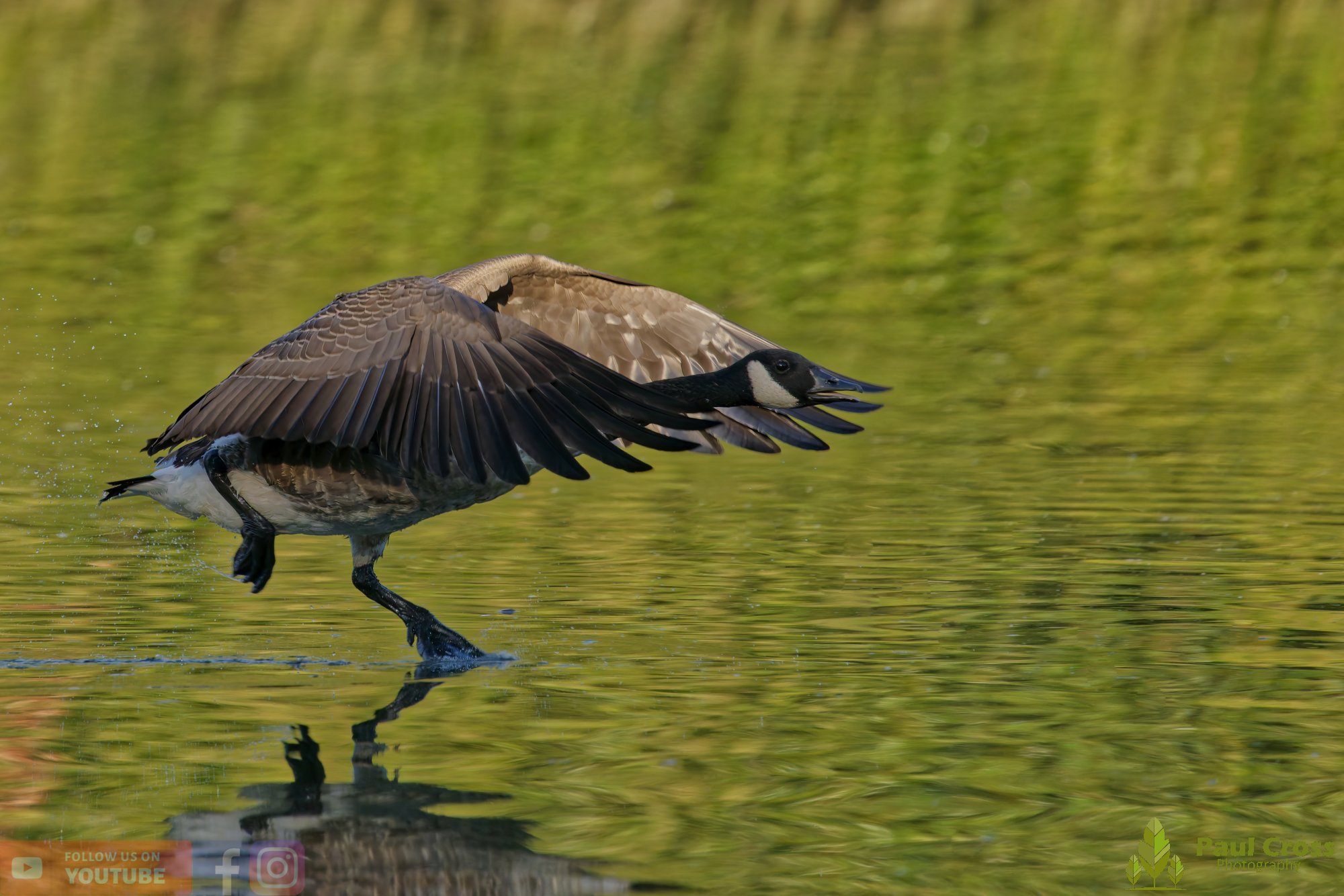 Canada Goose-00123.jpg