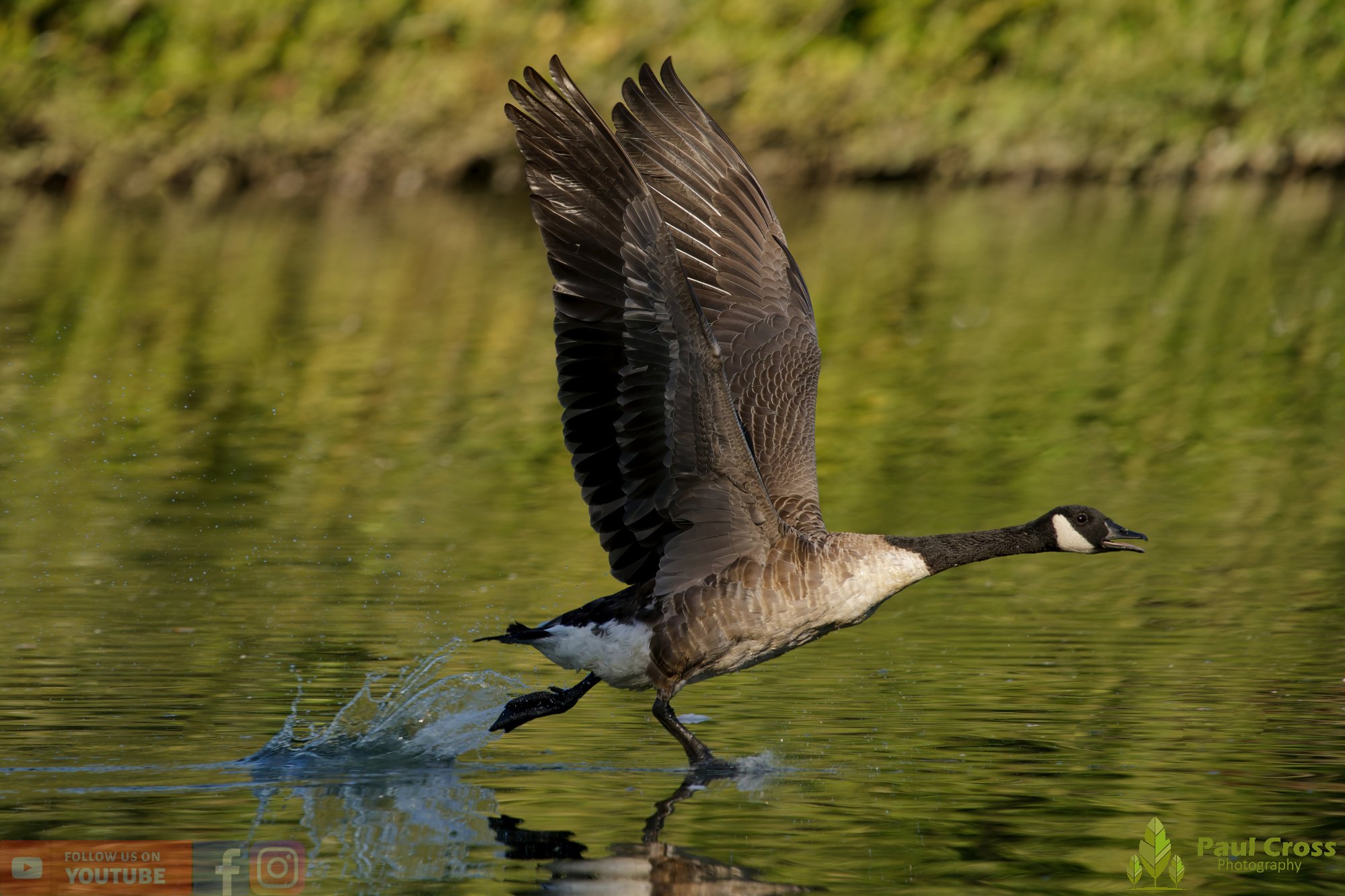 Canada Goose-00124.jpg
