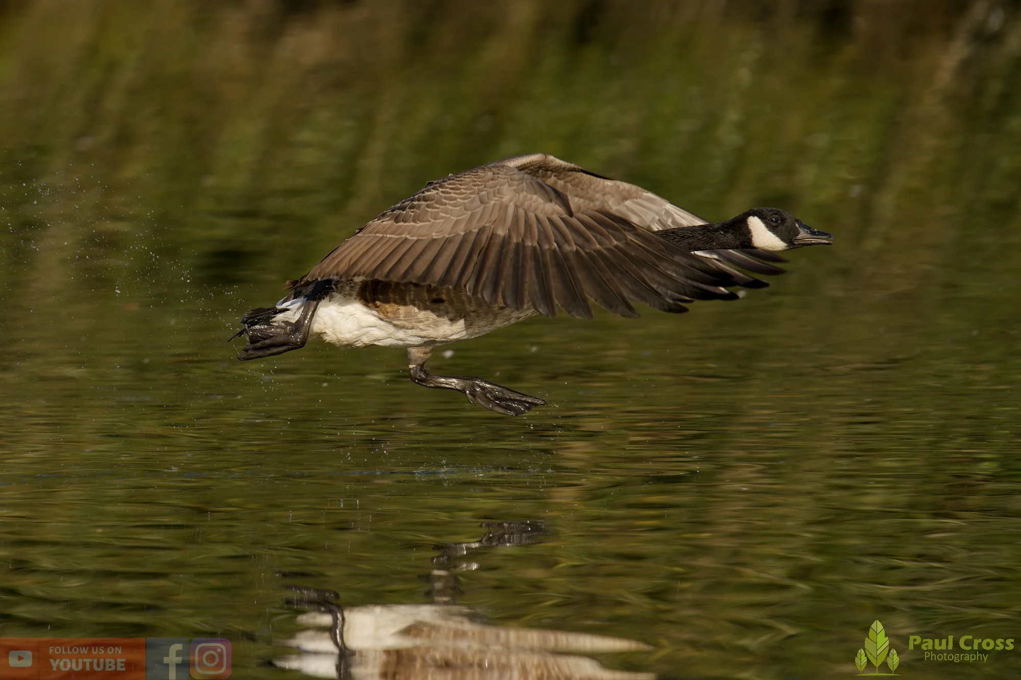 Canada Goose-00126.jpg