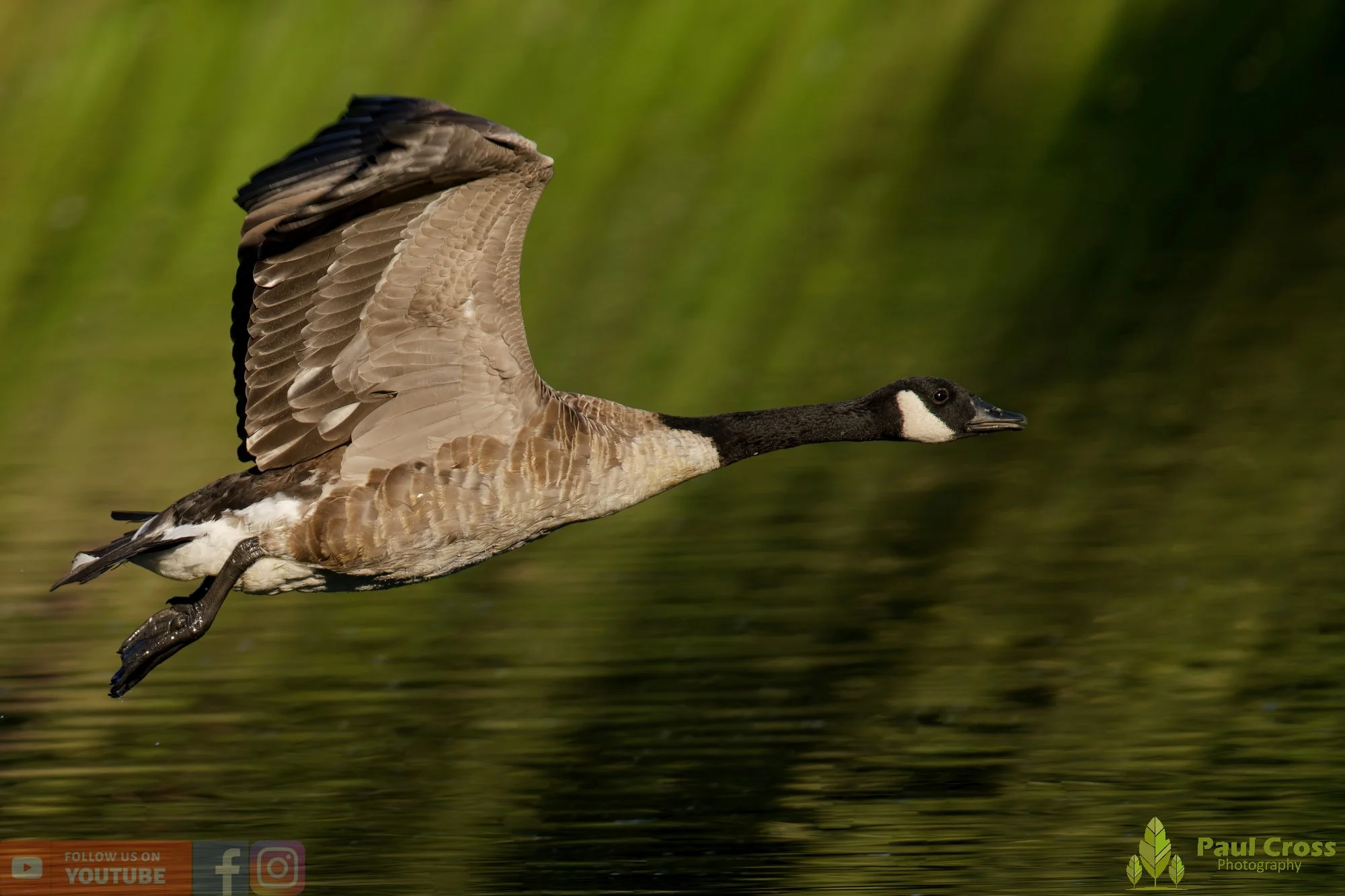 Canada Goose-00128.jpg