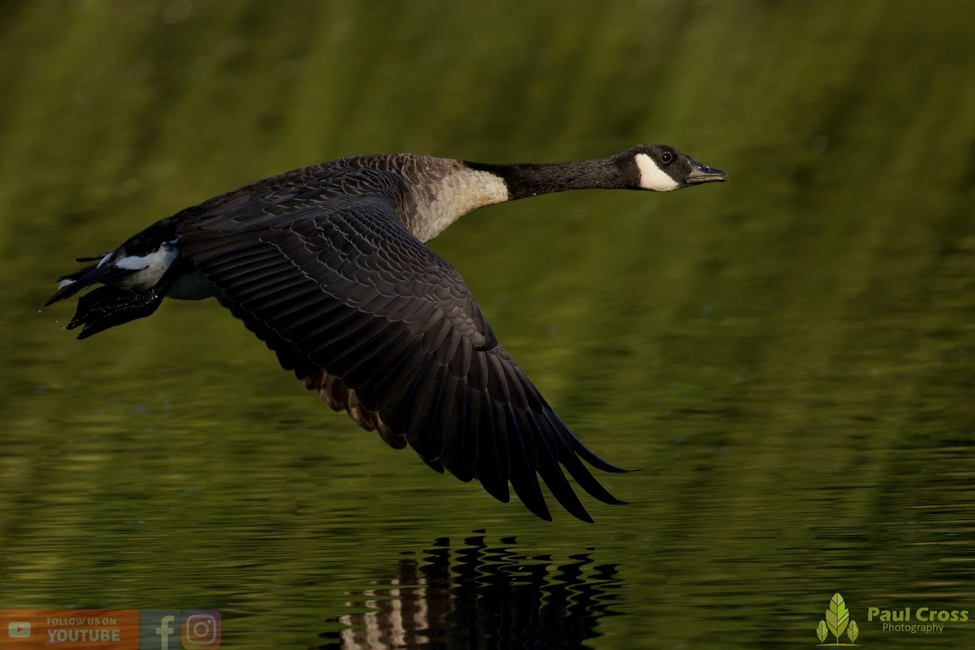 Canada Goose-00129.jpg