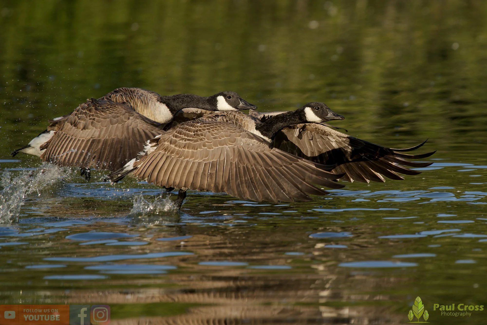 Canada Goose-00130.jpg