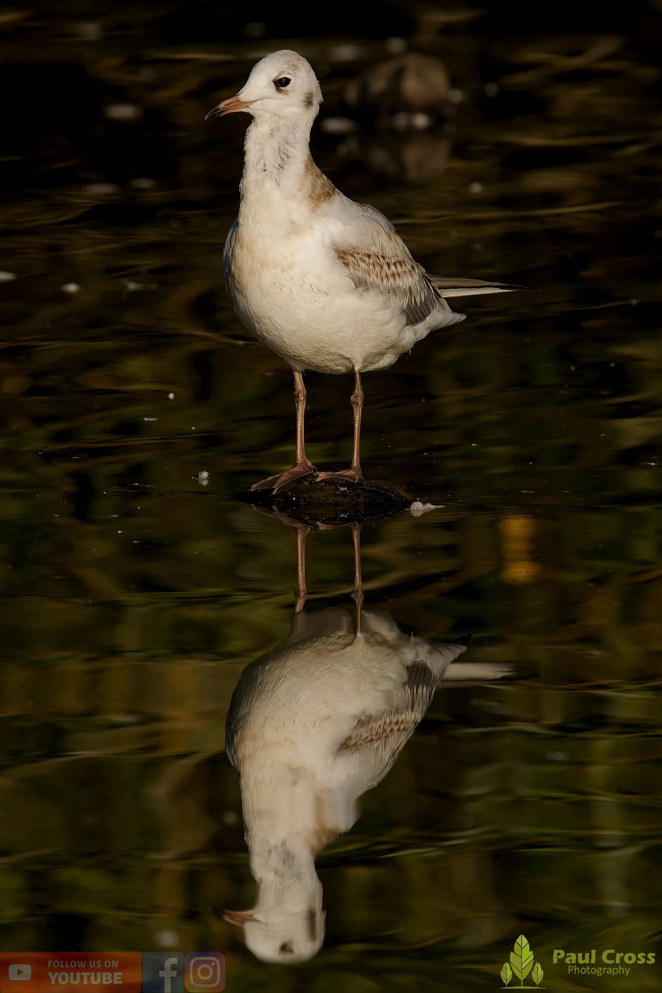 Black-Headed Gull-00578.jpg