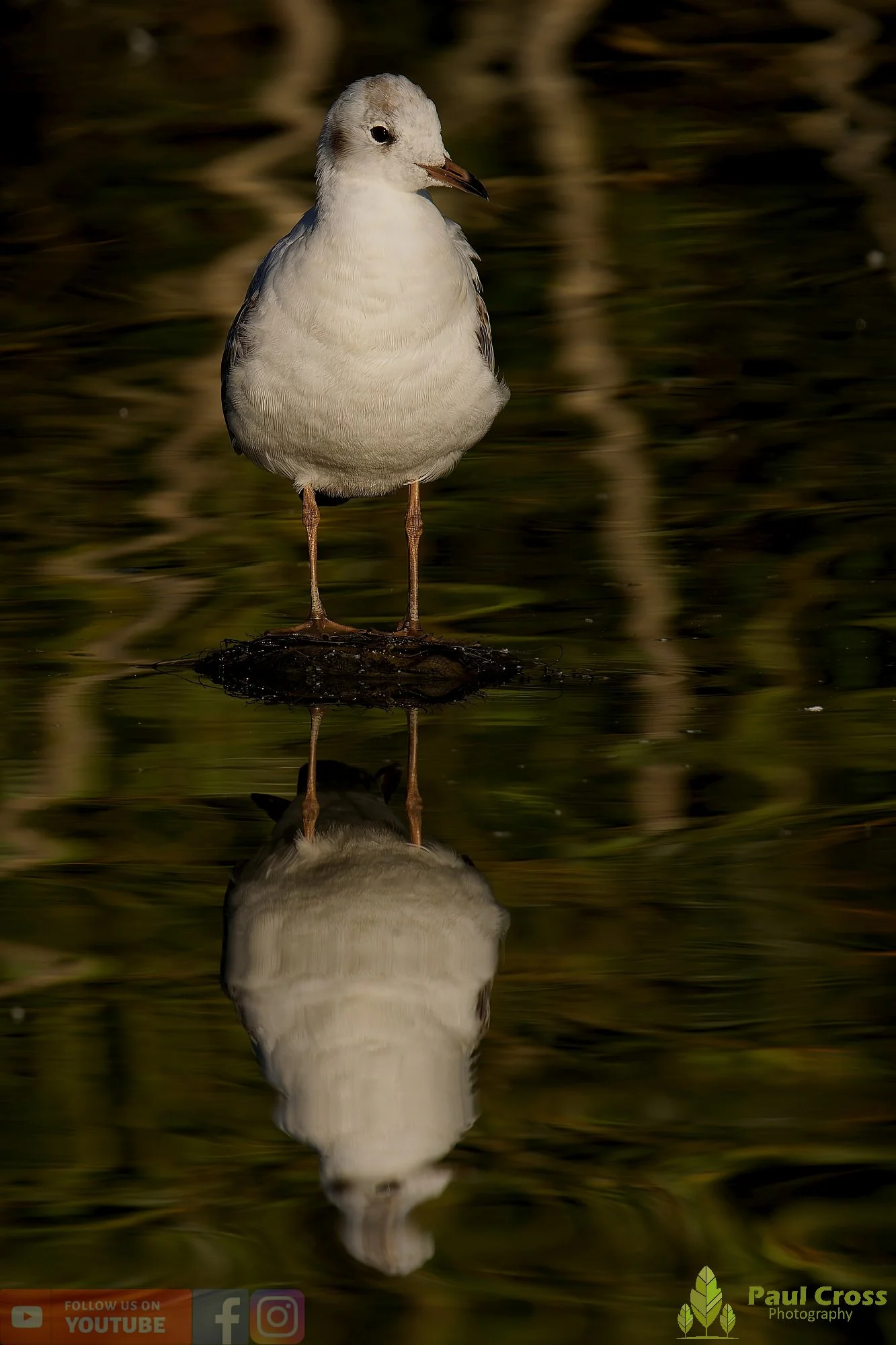 Black-Headed Gull-00579.jpg