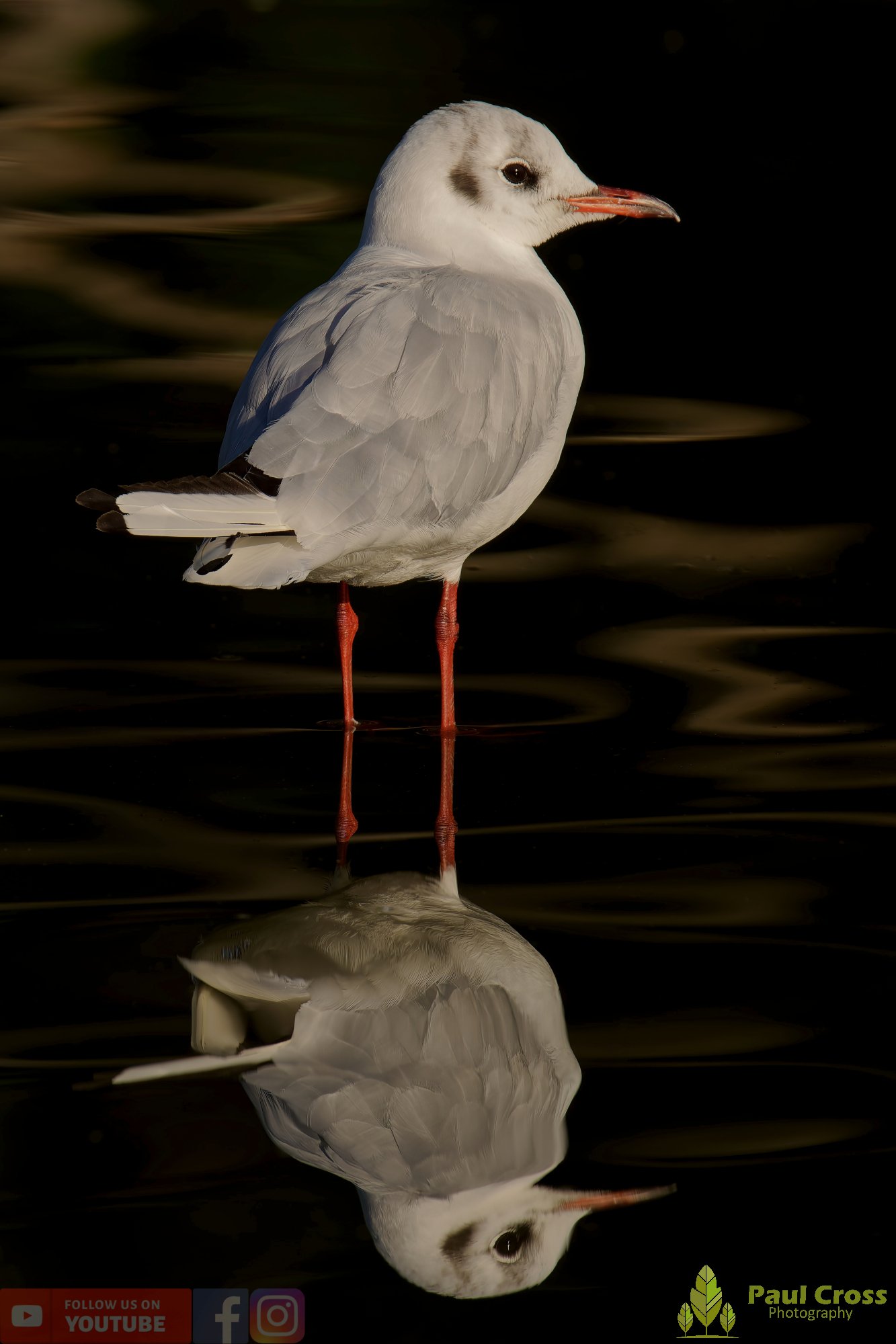 Black-Headed Gull-00580.jpg