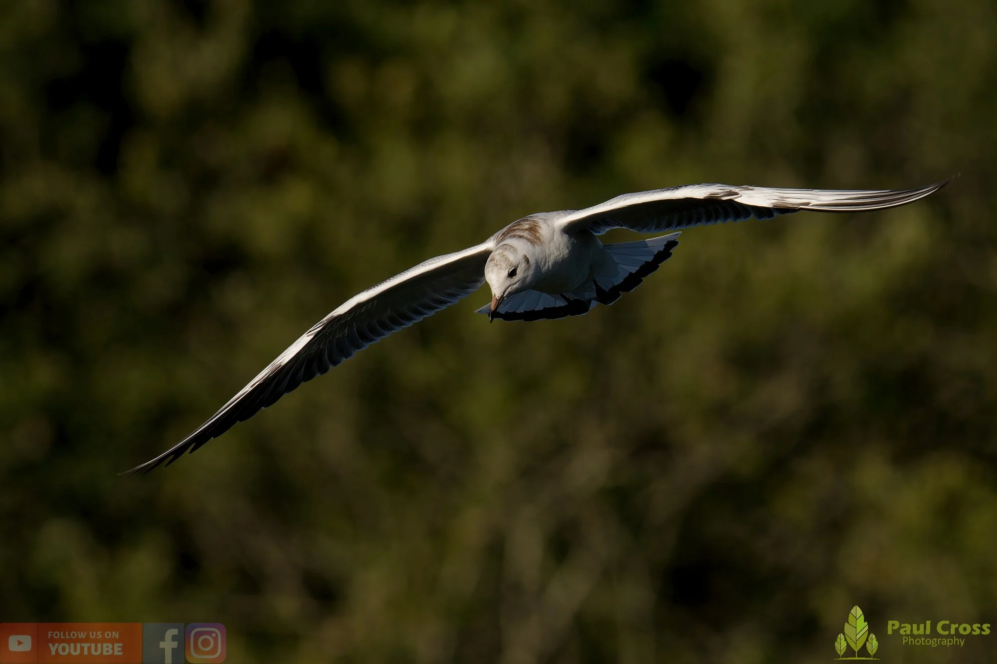 Black-Headed Gull-00581.jpg