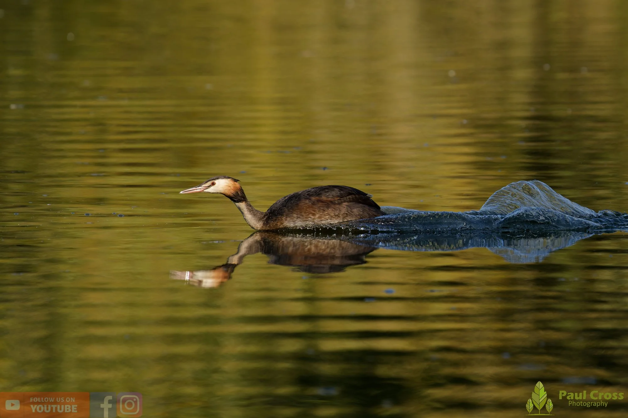 Great Crested Grebe-00910.jpg