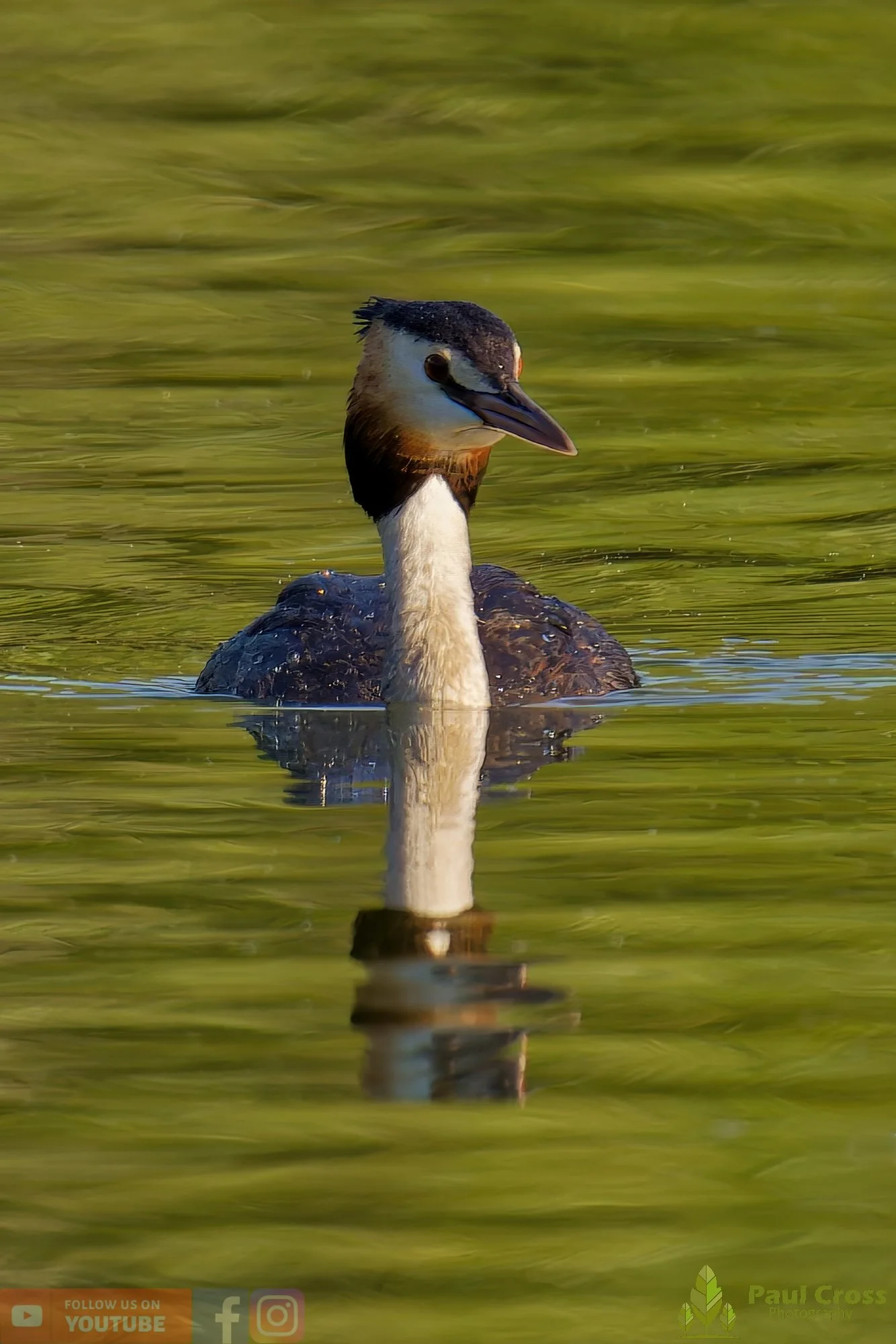 Great Crested Grebe-00915.jpg