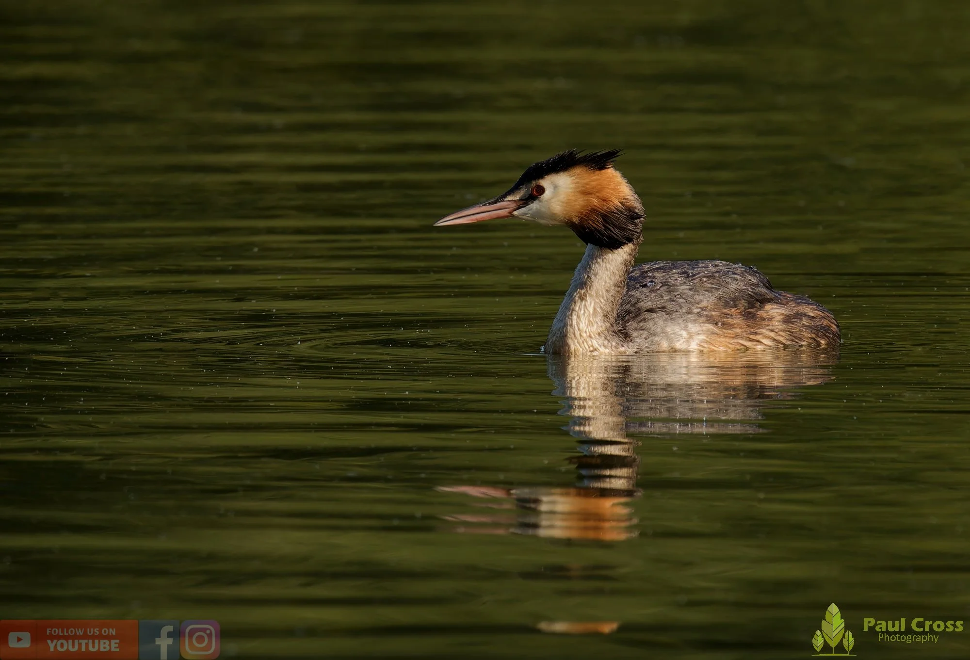 Great Crested Grebe-00916.jpg