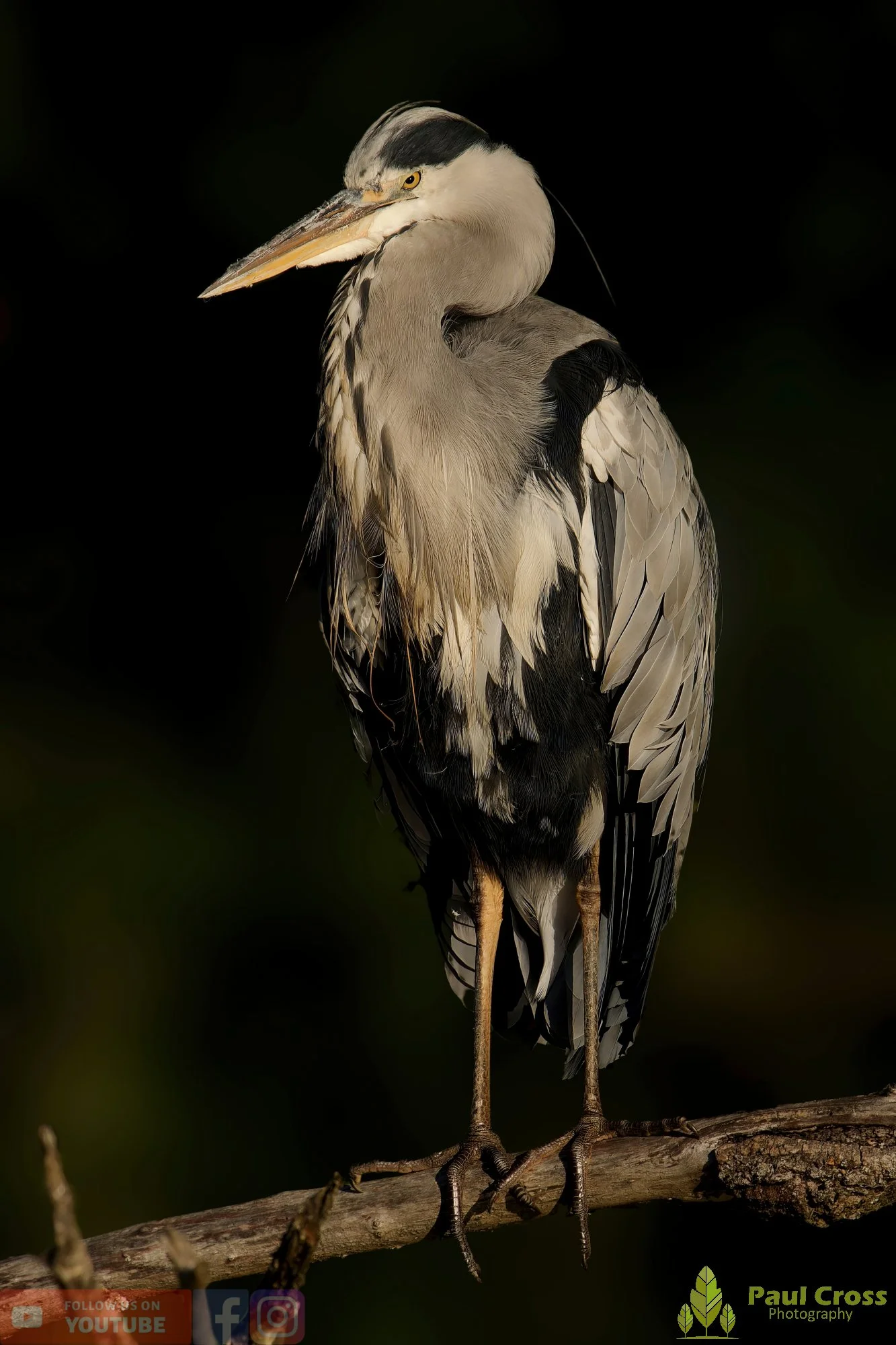 Grey Heron-00625.jpg
