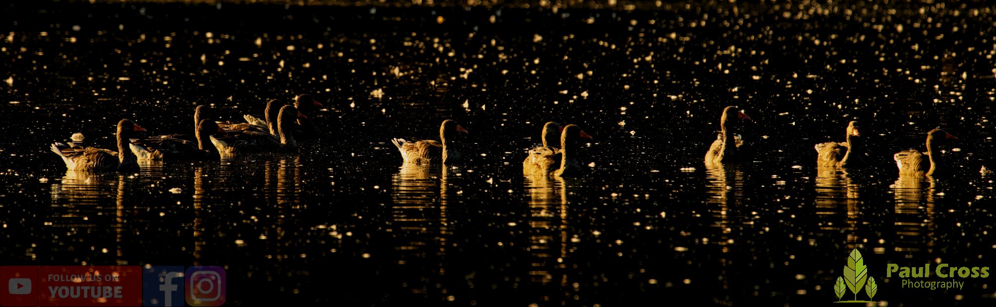 Greylag Goose-00081.jpg