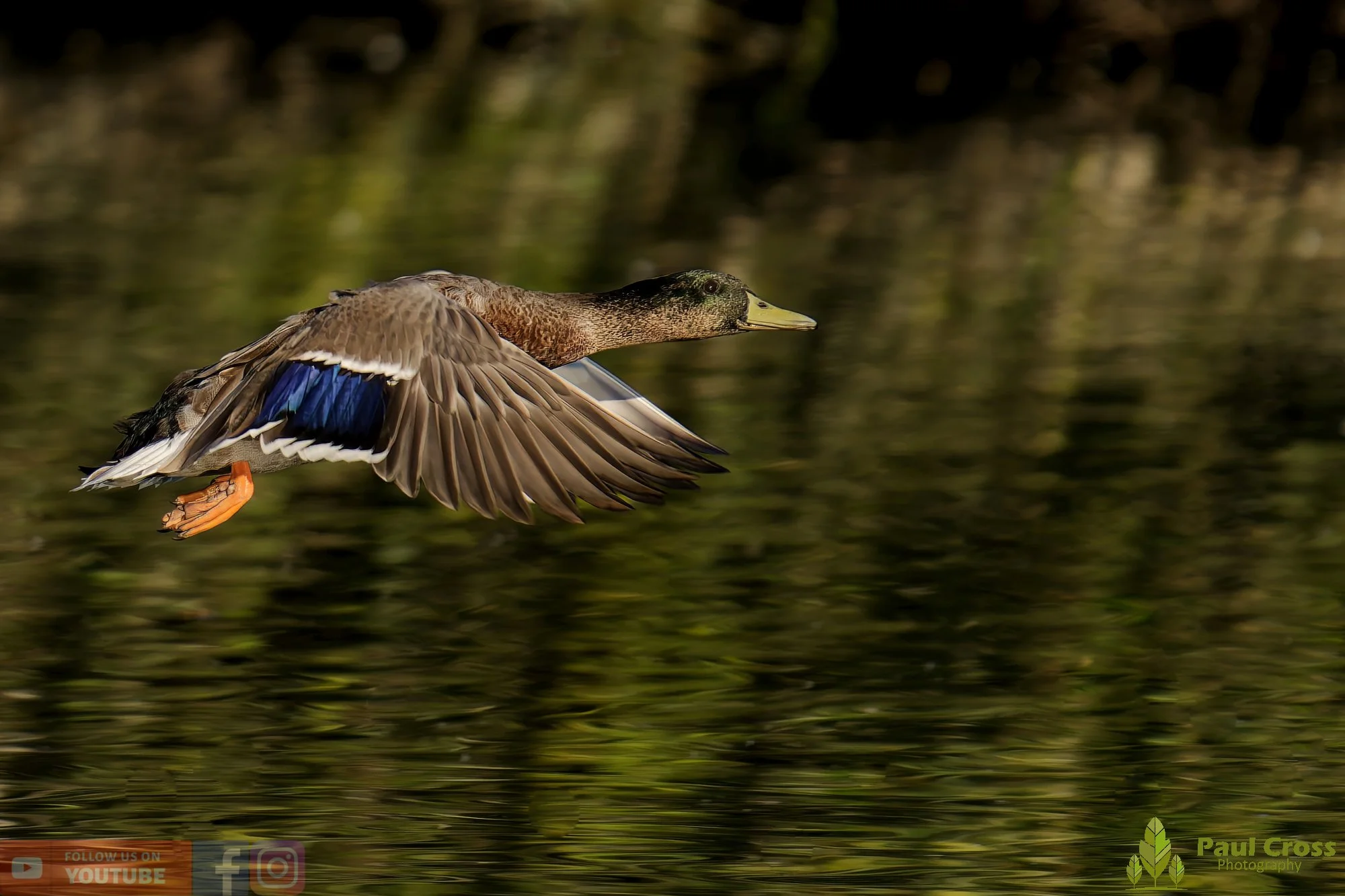 Mallard Duck-01083.jpg