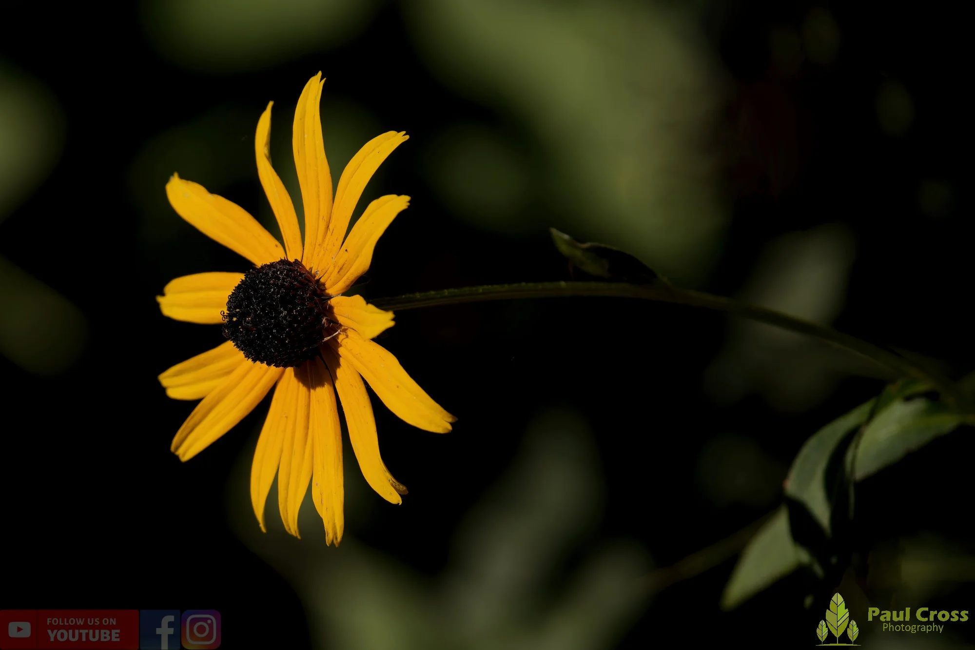Black-Eyed Susan-00001.jpg