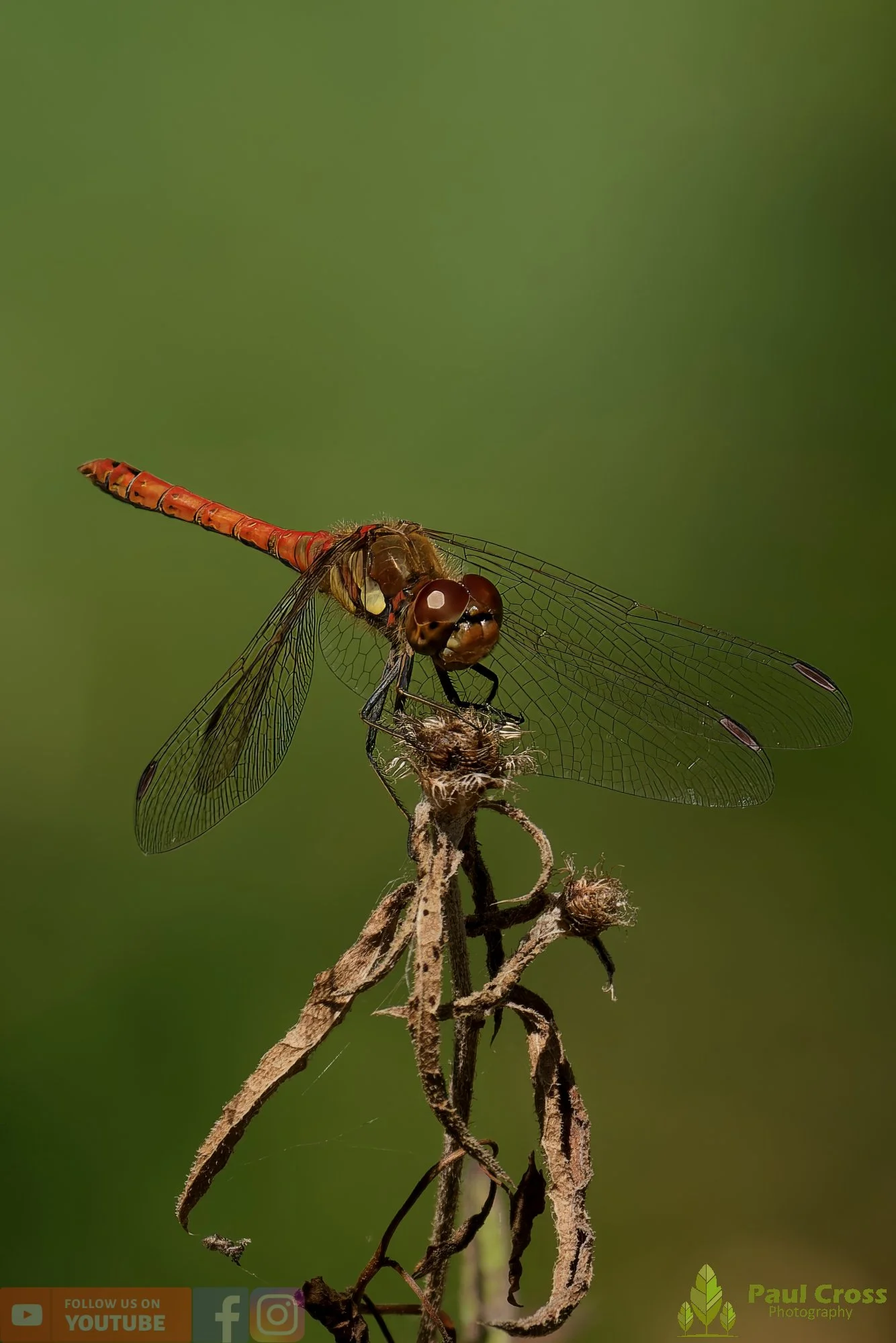 Common Darter-00070.jpg