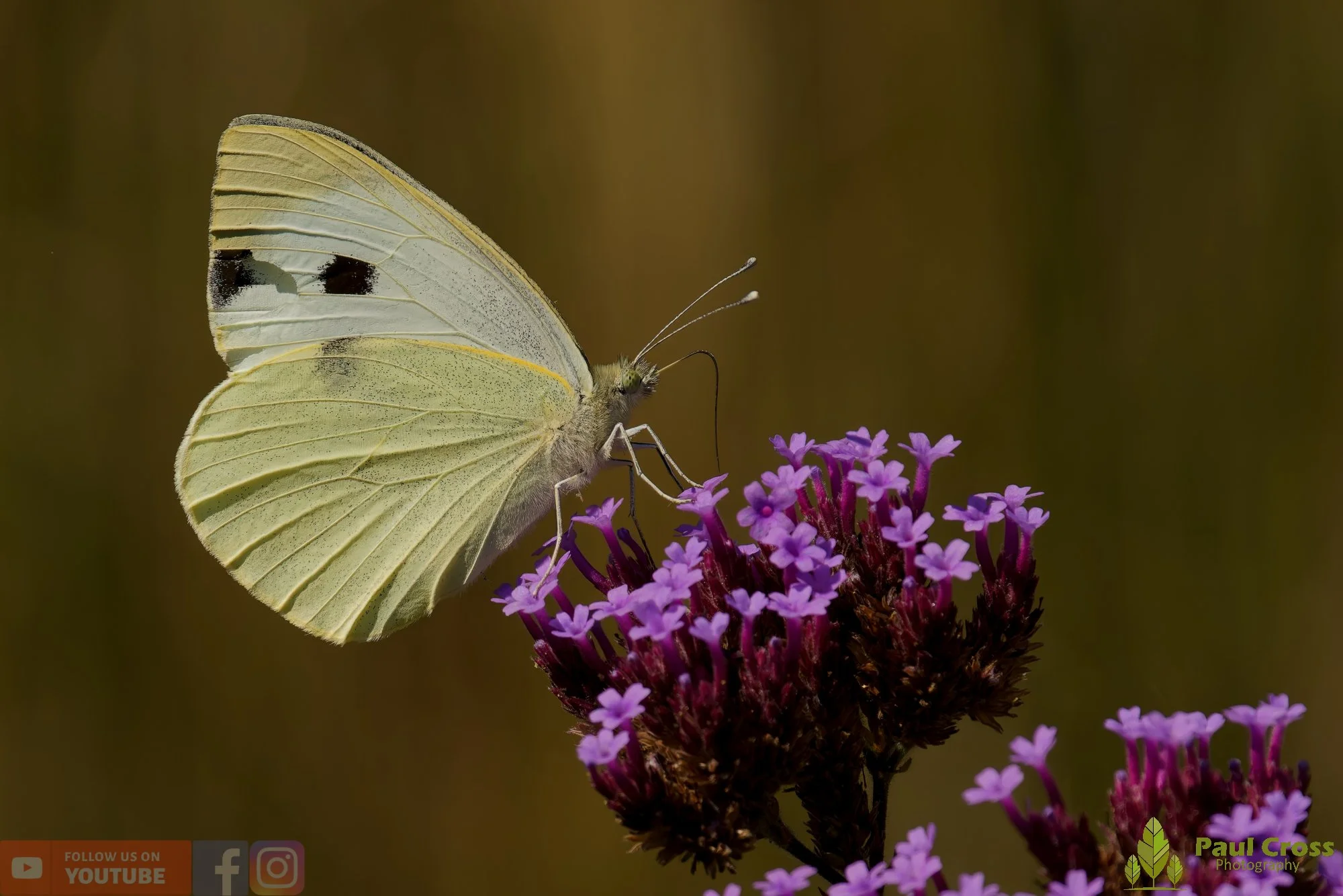 Large White-00089.jpg
