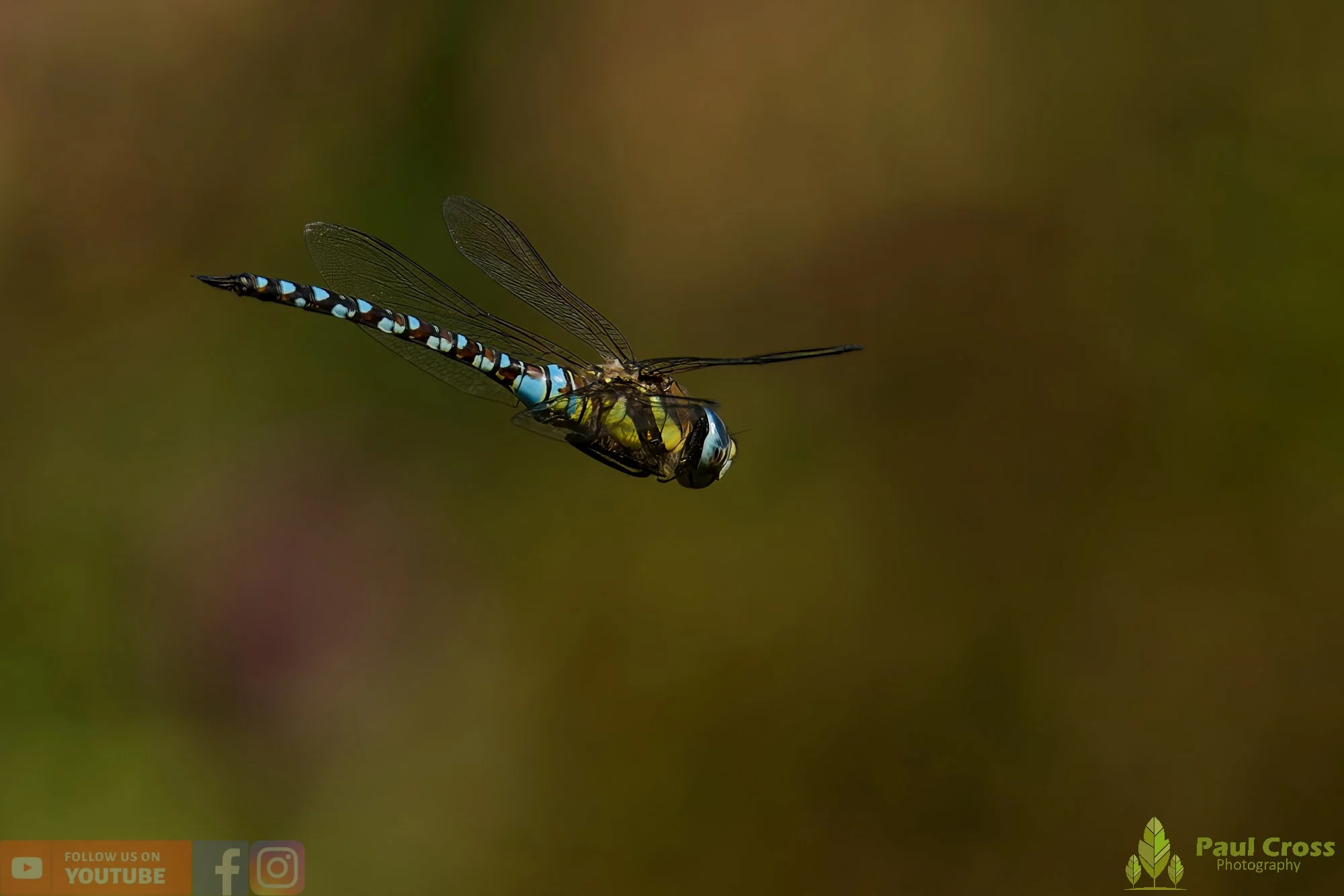 Migrant Hawker-00049.jpg