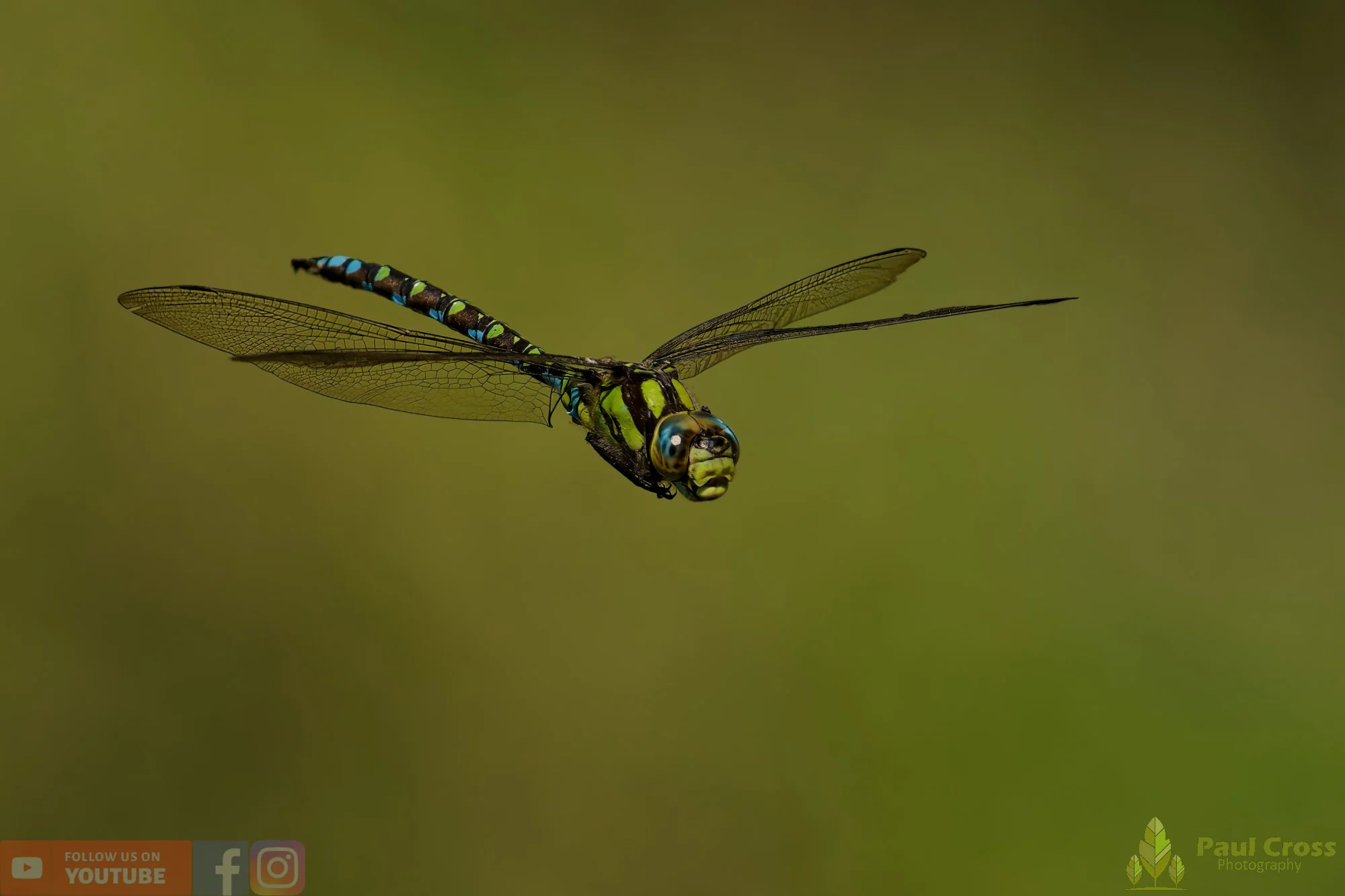 Migrant Hawker-00050.jpg