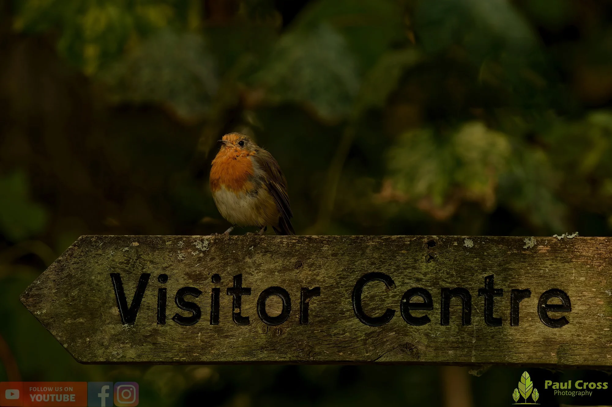 Robin-00278.jpg