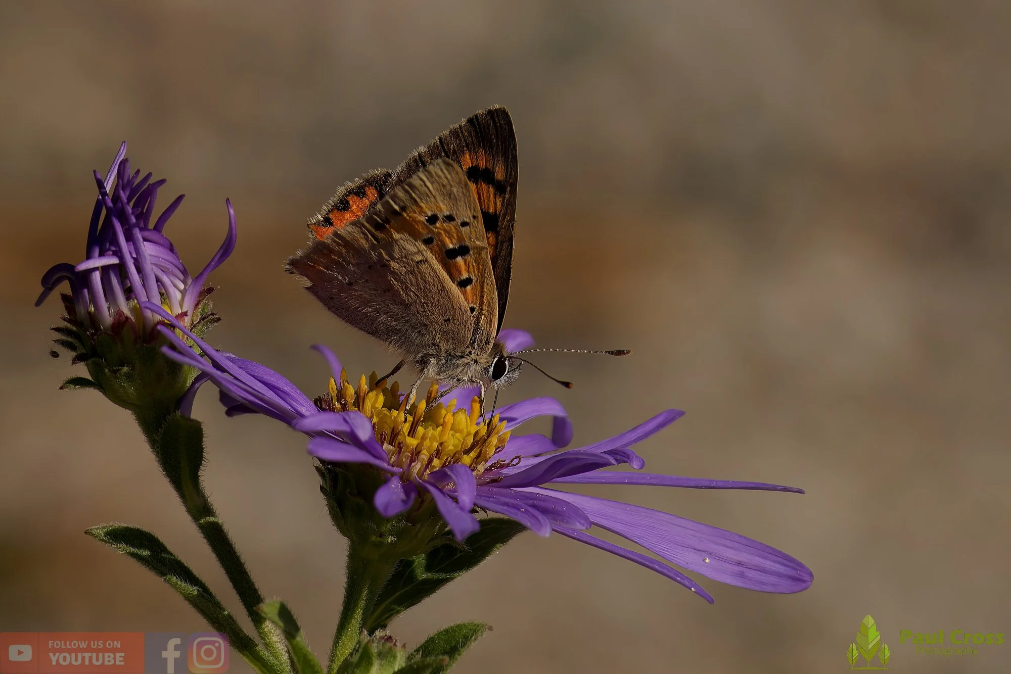 Small Copper-00013.jpg