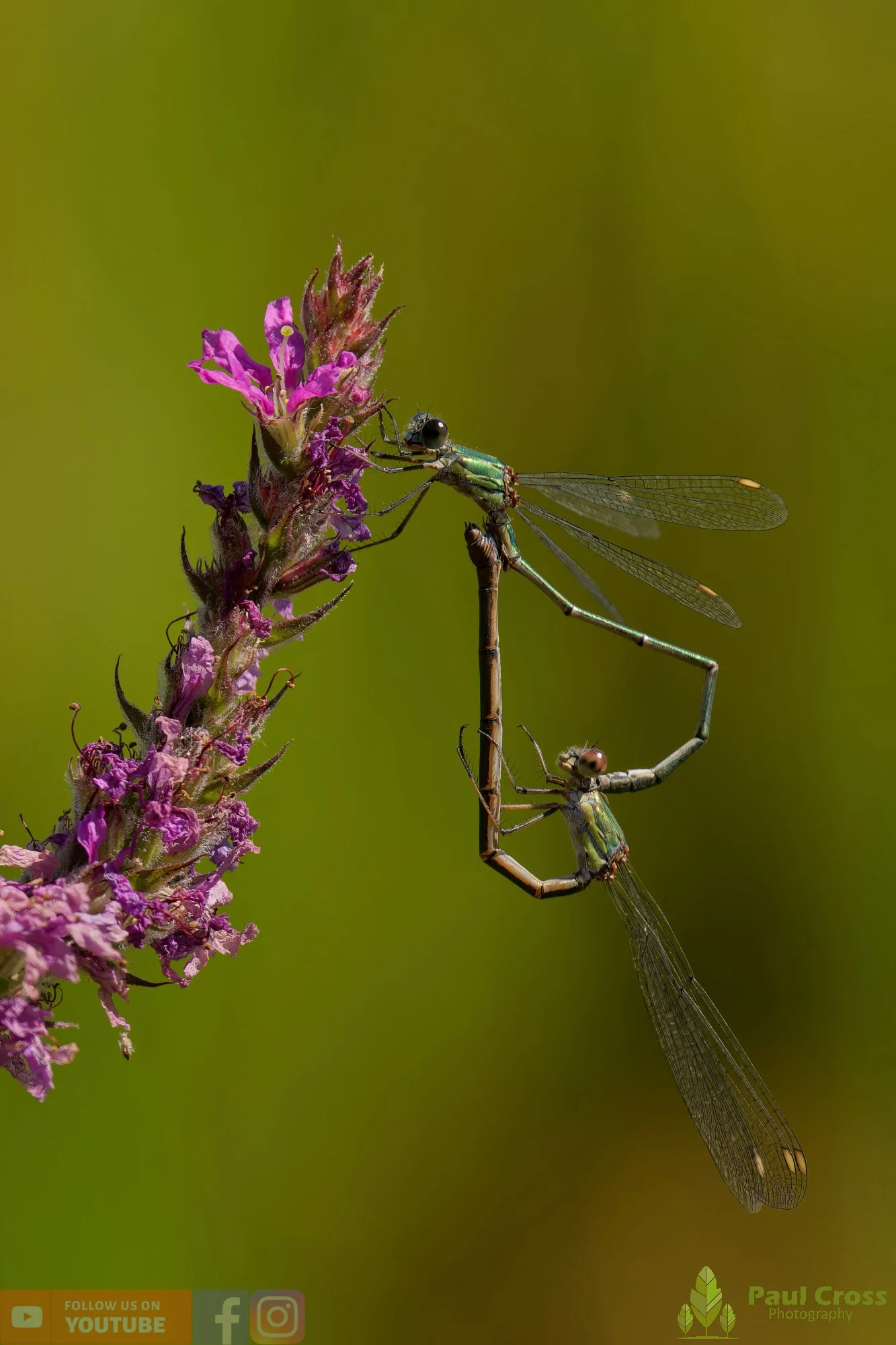 Willow Emerald Damselfly - Chalcolestes Viridis-00054.jpg