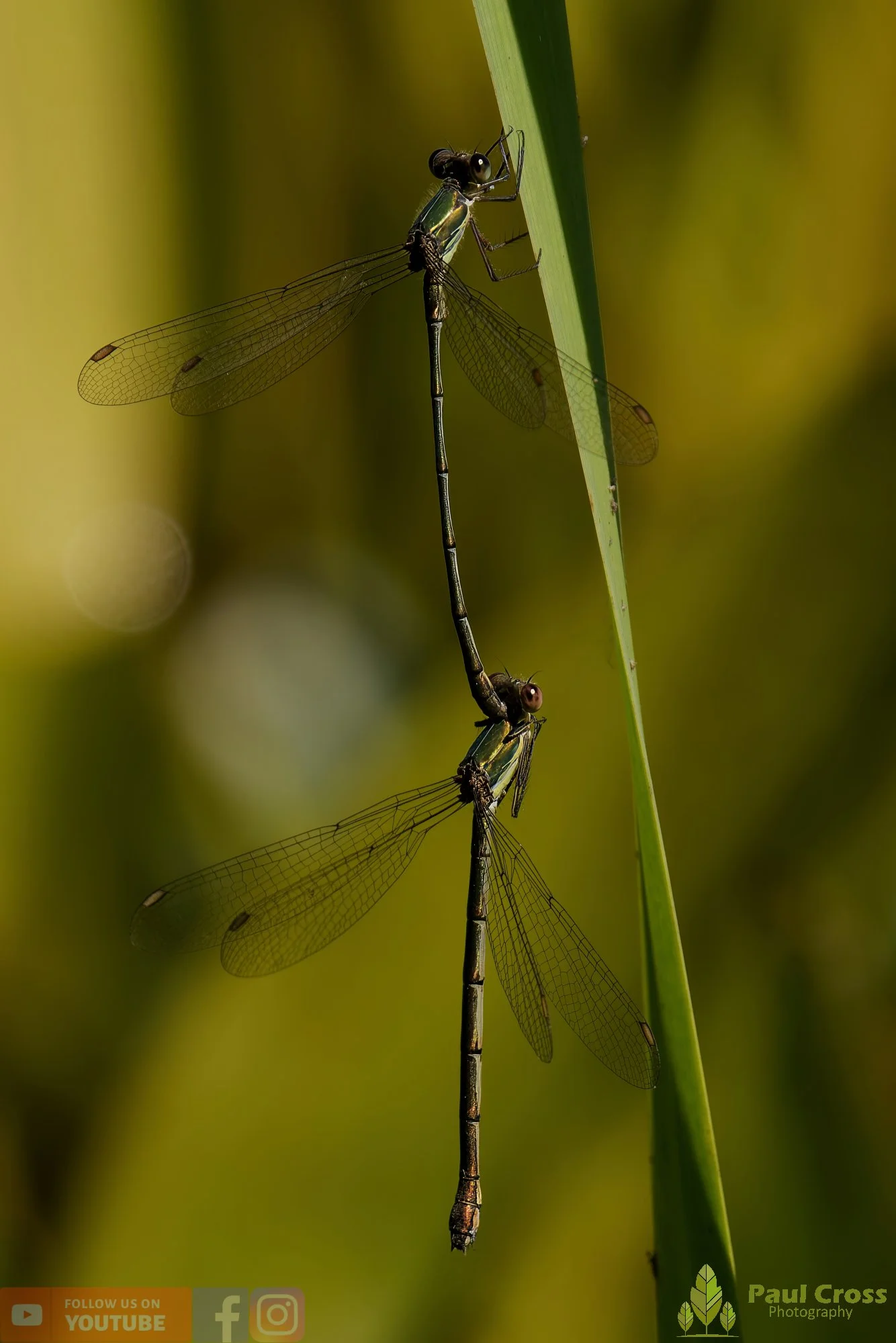 Willow Emerald Damselfly - Chalcolestes Viridis-00055.jpg