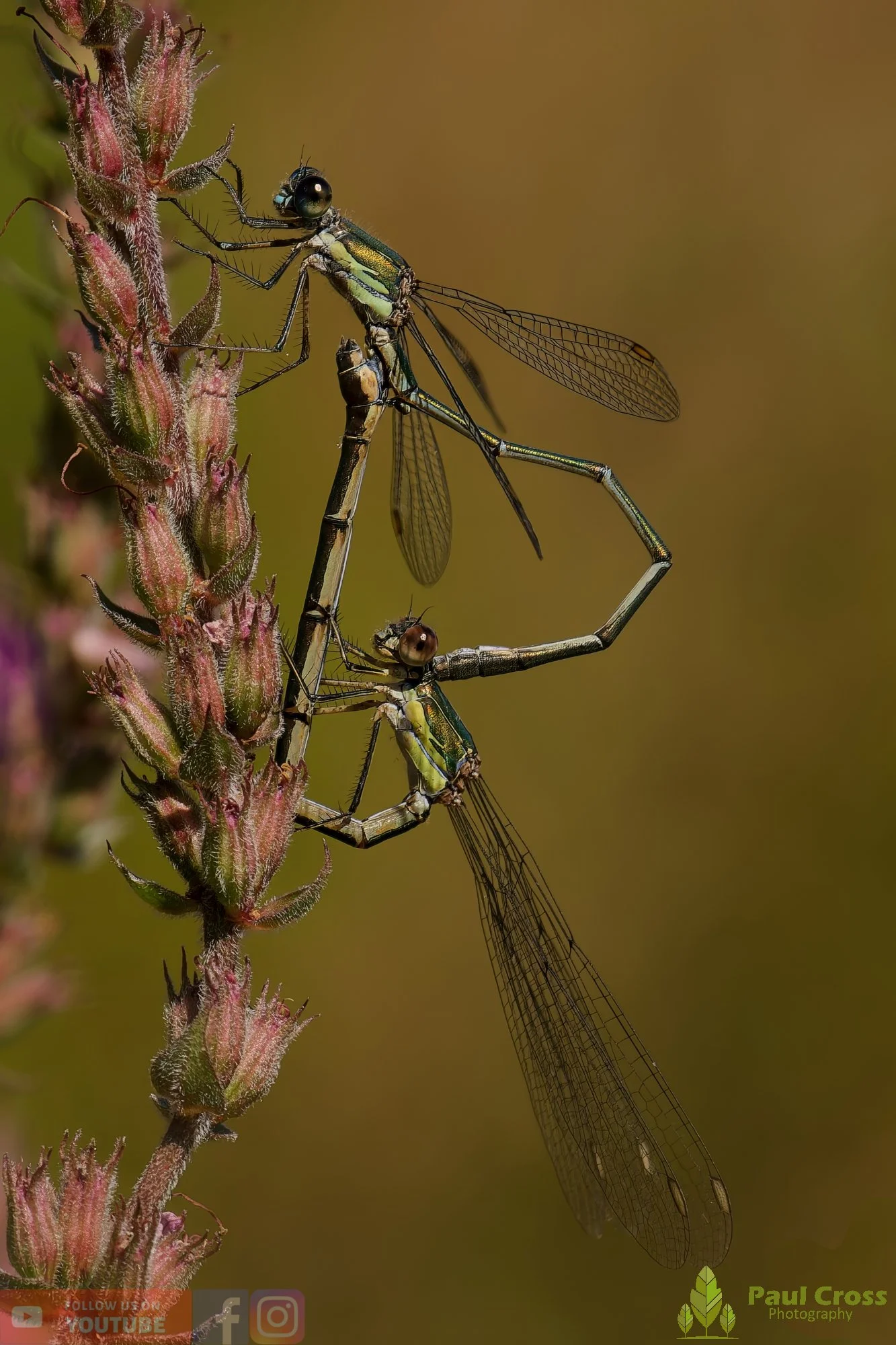 Willow Emerald Damselfly - Chalcolestes Viridis-00056.jpg