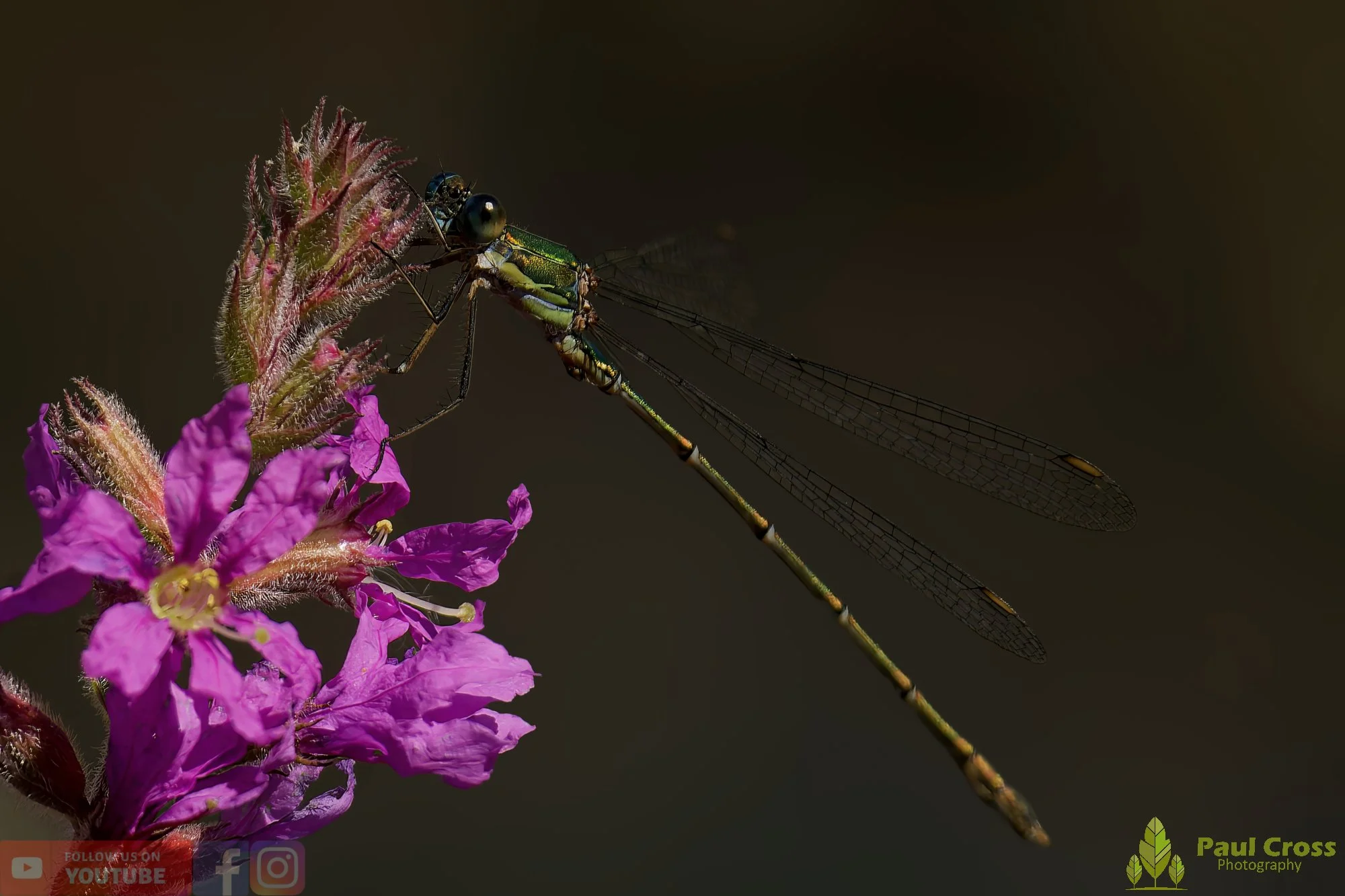 Willow Emerald Damselfly - Chalcolestes Viridis-00057.jpg