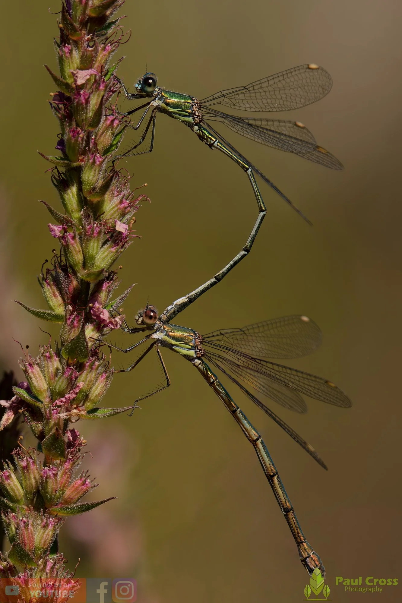 Willow Emerald Damselfly - Chalcolestes Viridis-00058.jpg