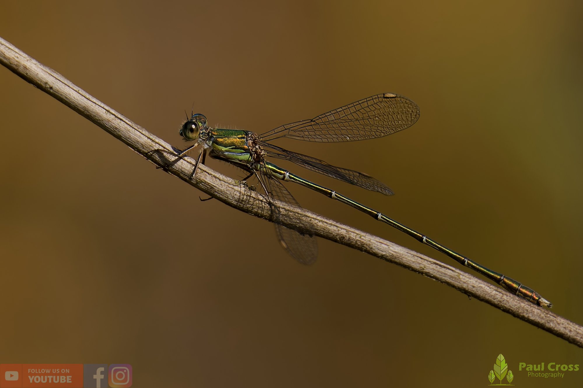 Willow Emerald Damselfly - Chalcolestes Viridis-00060.jpg