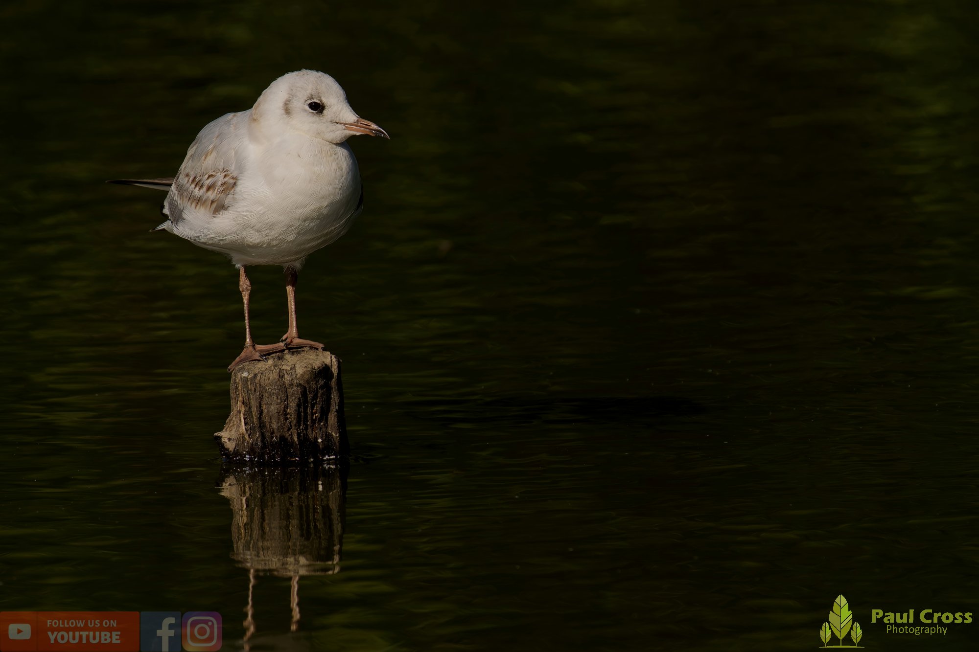 Black-Headed Gull-00583.jpg