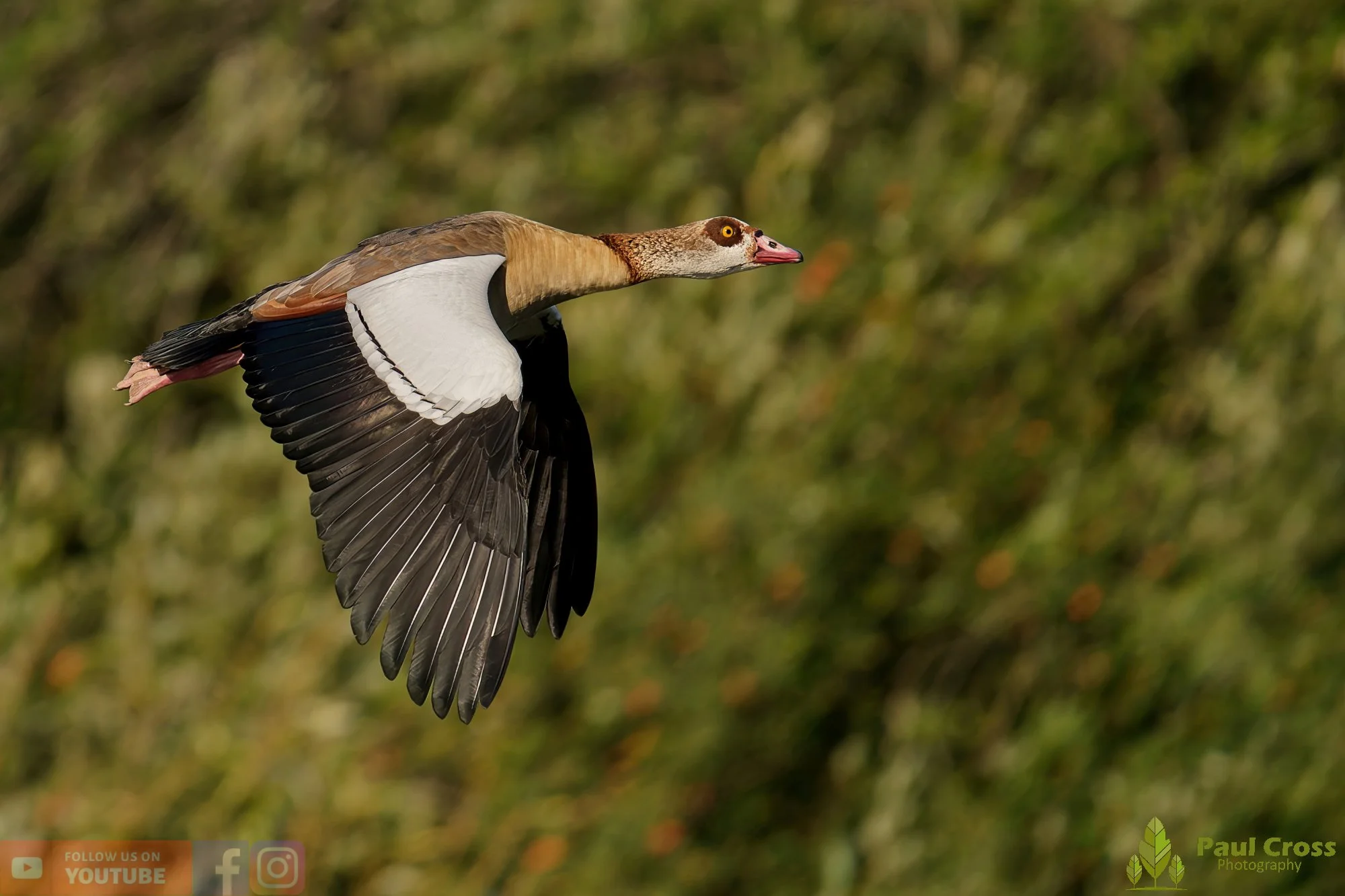 Egyptian Goose-00117.jpg