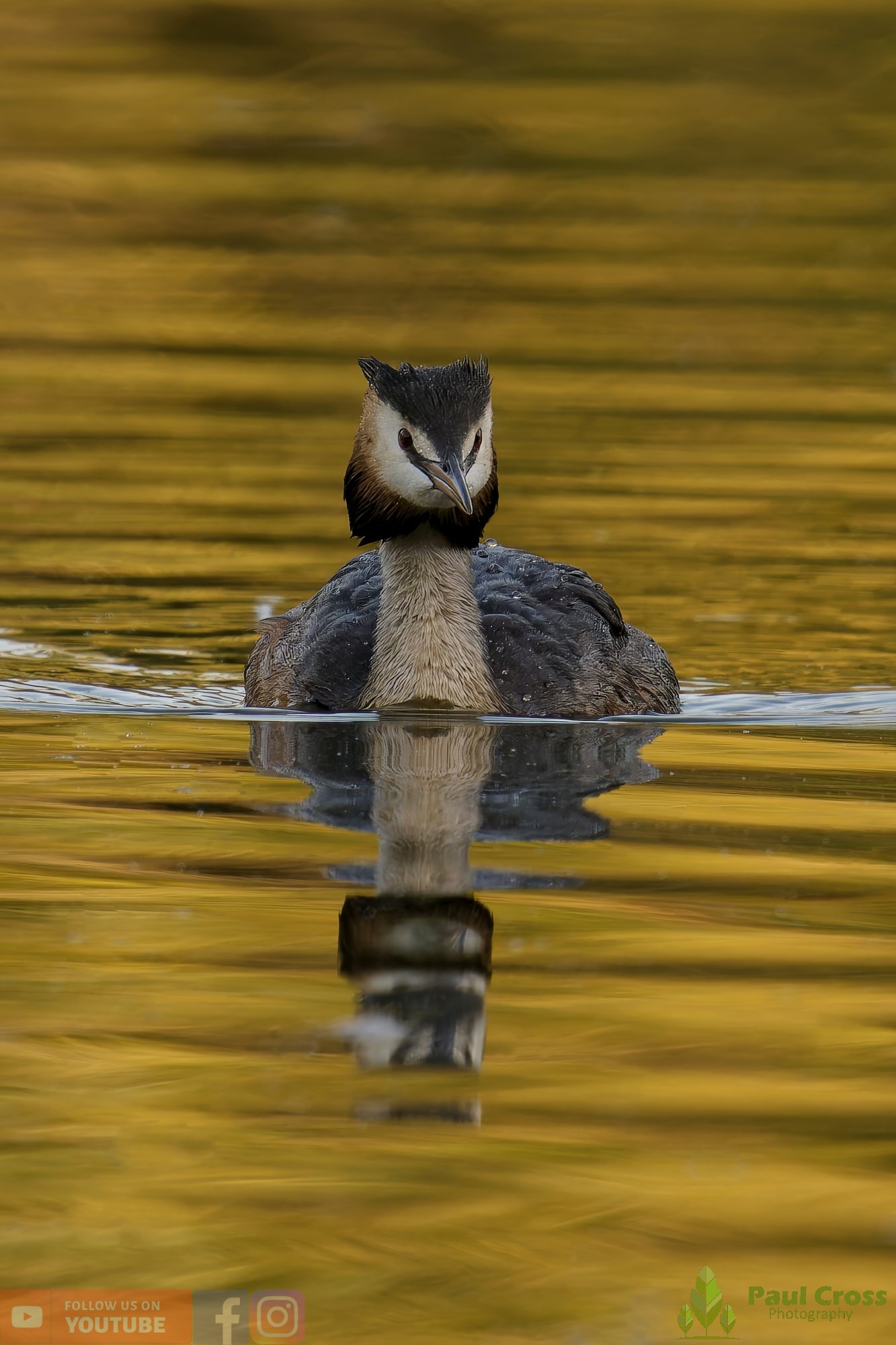 Great Crested Grebe-00917.jpg