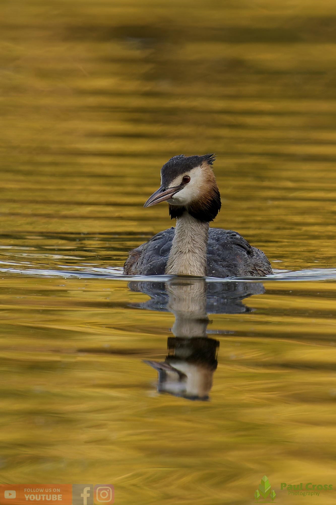 Great Crested Grebe-00918.jpg