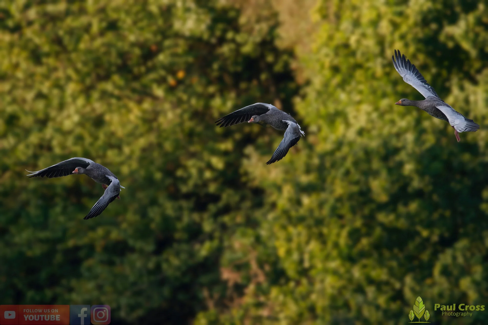 Greylag Goose-00082.jpg