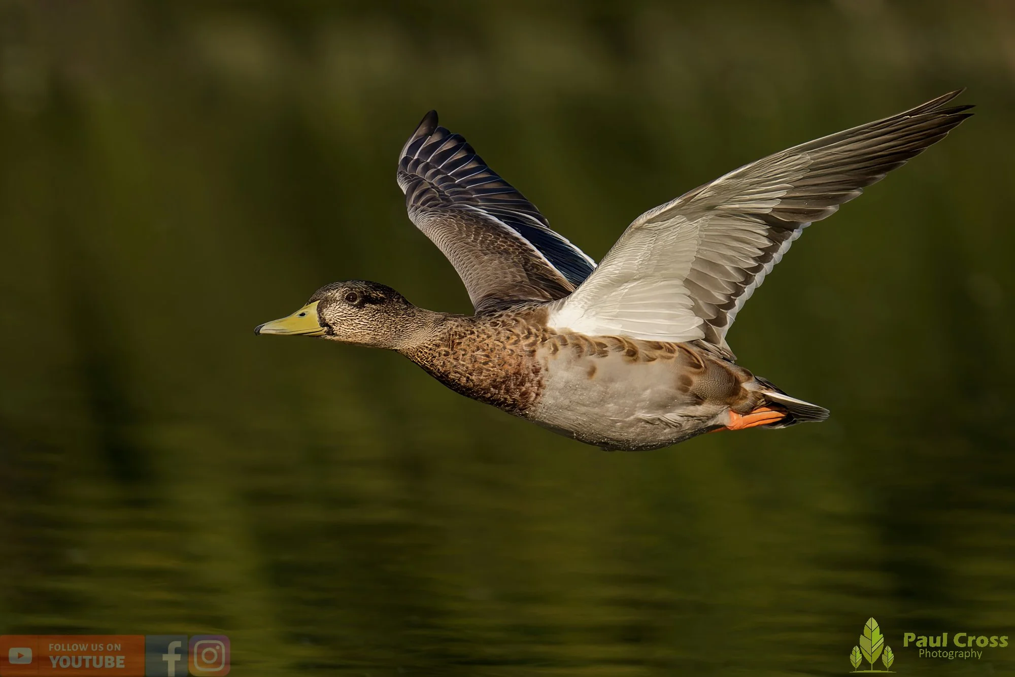 Mallard Duck-01084.jpg
