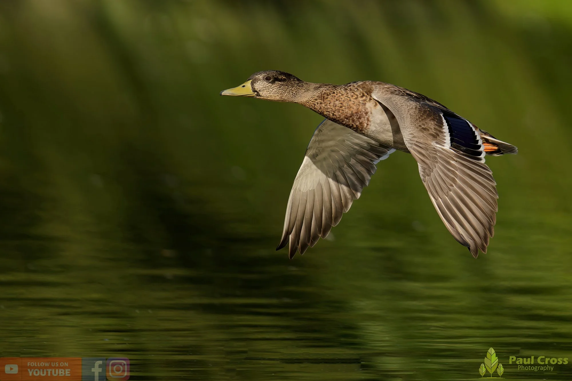 Mallard Duck-01085.jpg