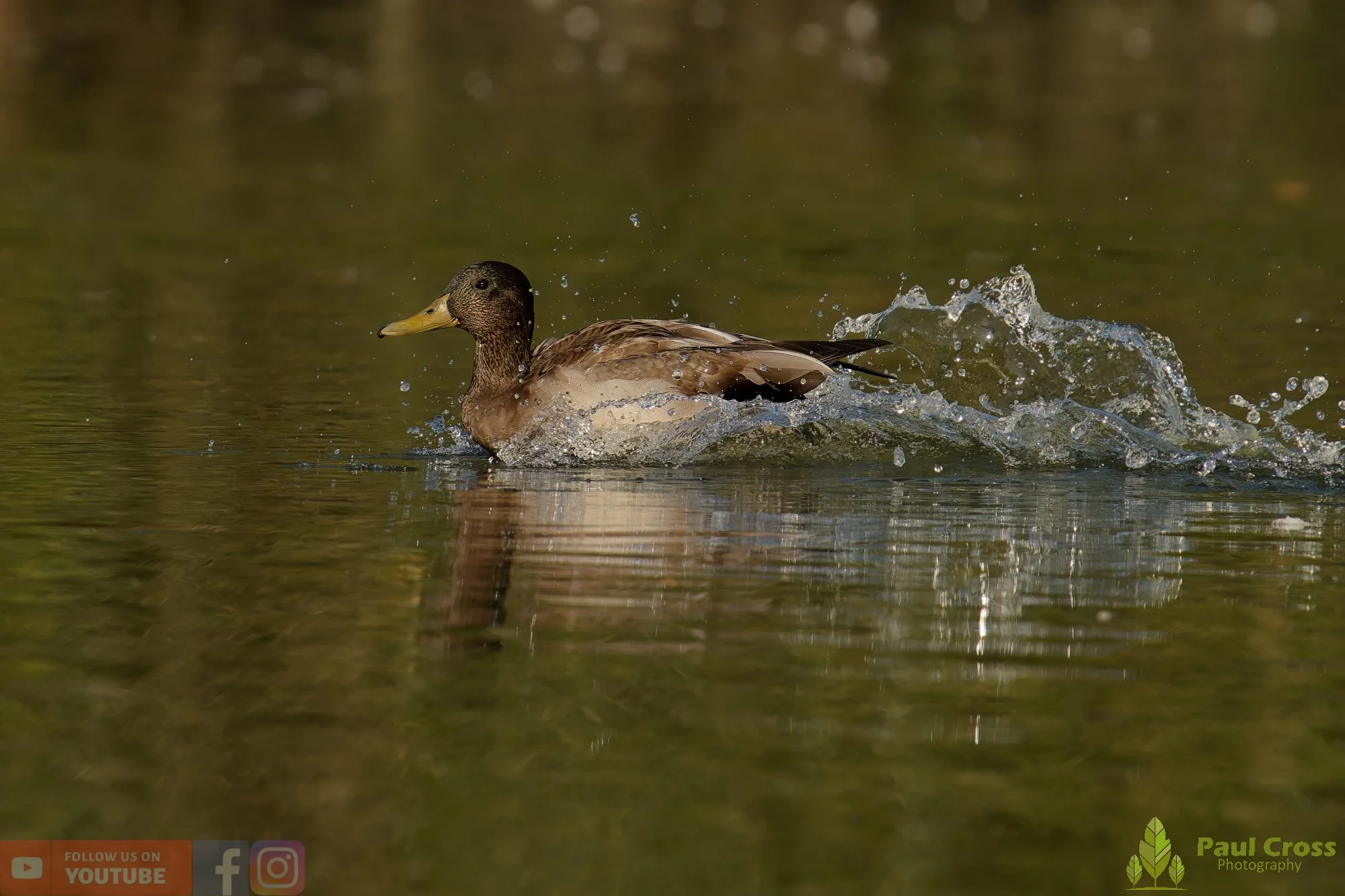 Mallard Duck-01086.jpg